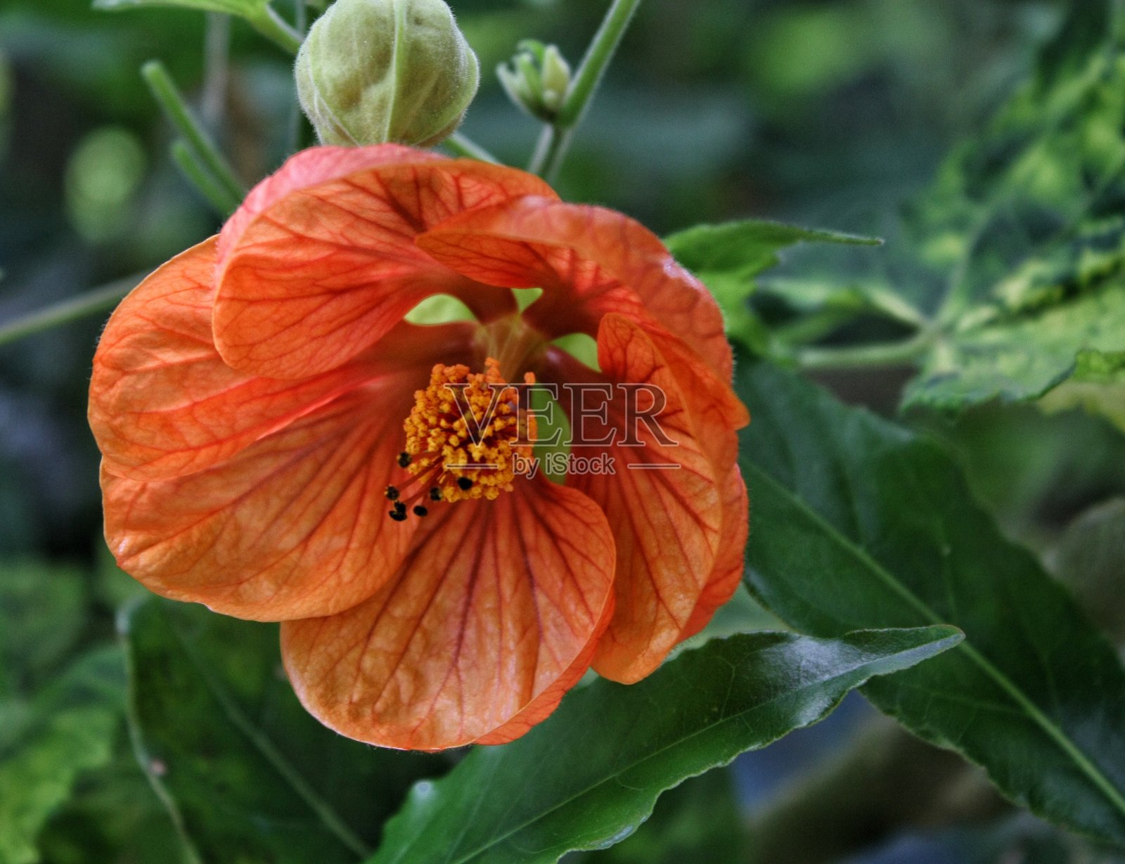 美丽的橙色花在绿色的背景照片摄影图片