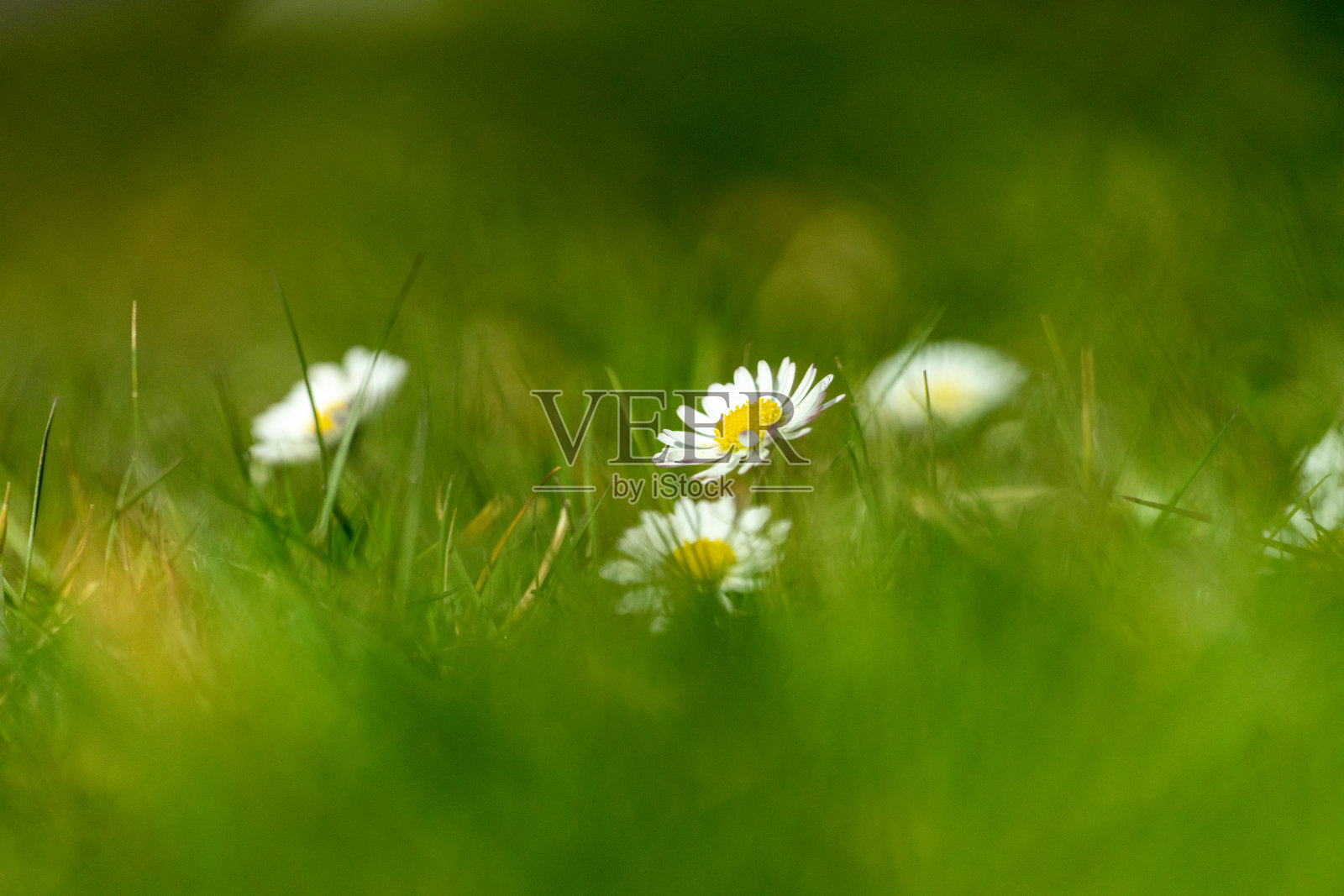 雏菊花照片摄影图片