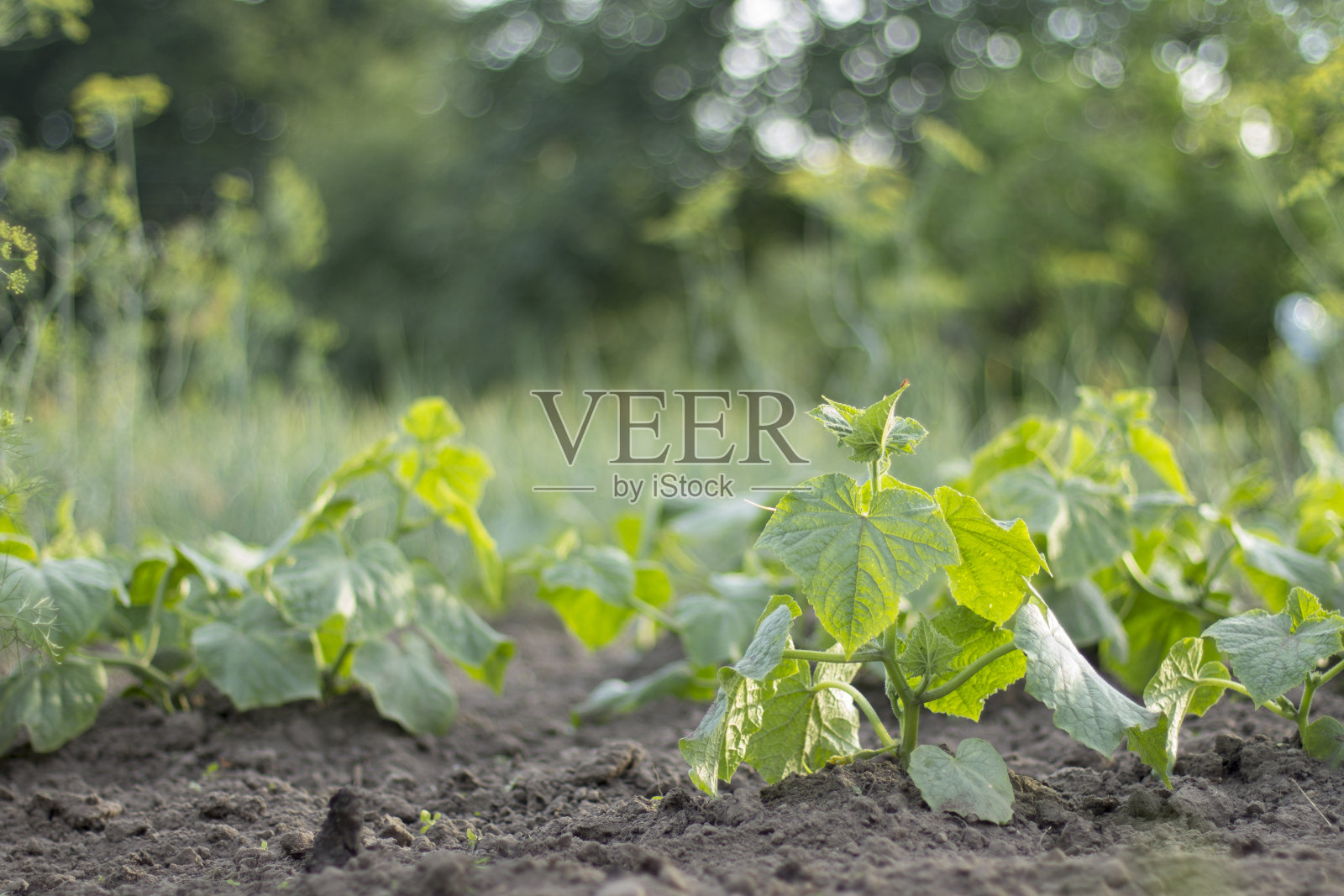 松散土壤中的绿色蔬菜幼苗。小黄瓜在农民的花园里生长。照片摄影图片