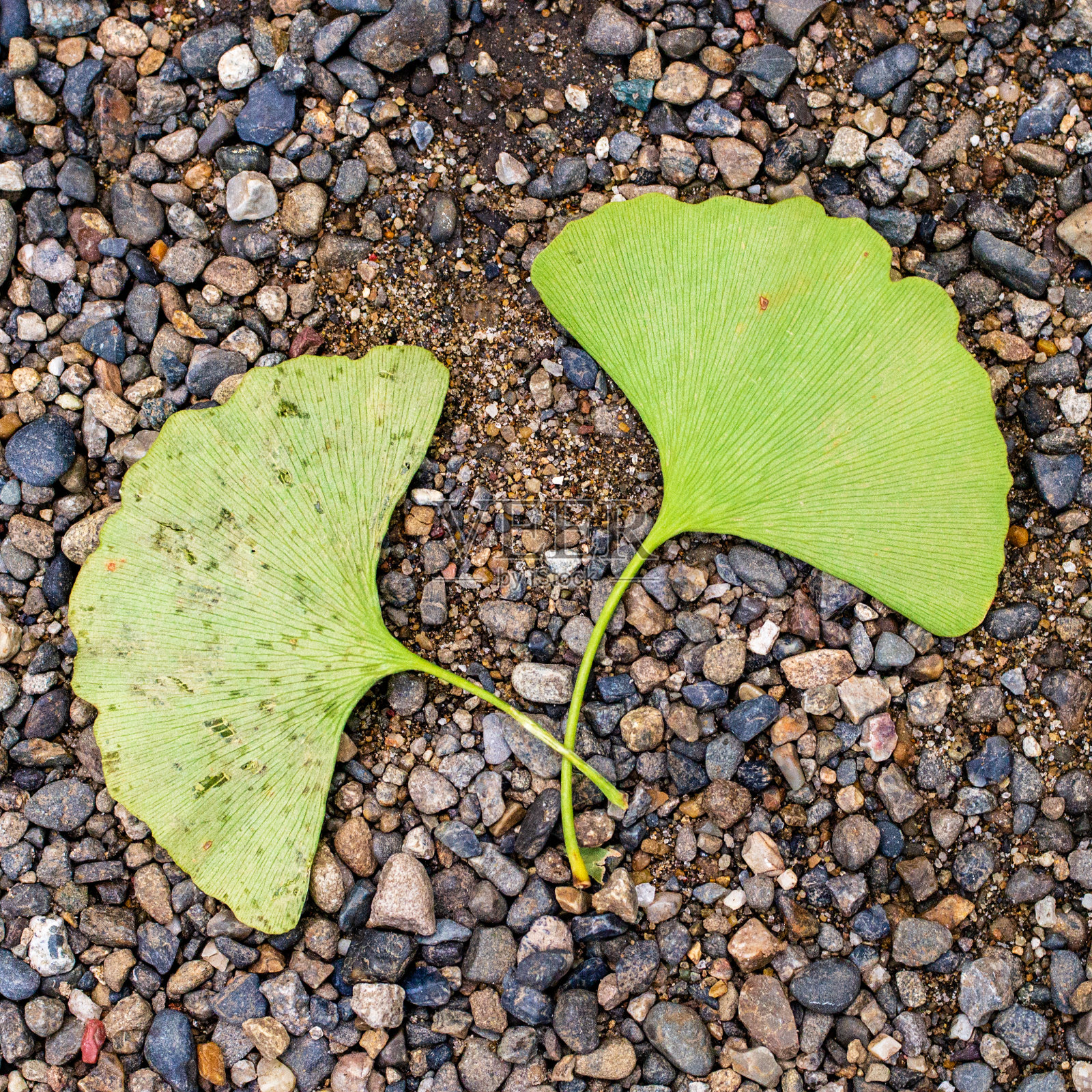 两个银杏叶照片摄影图片