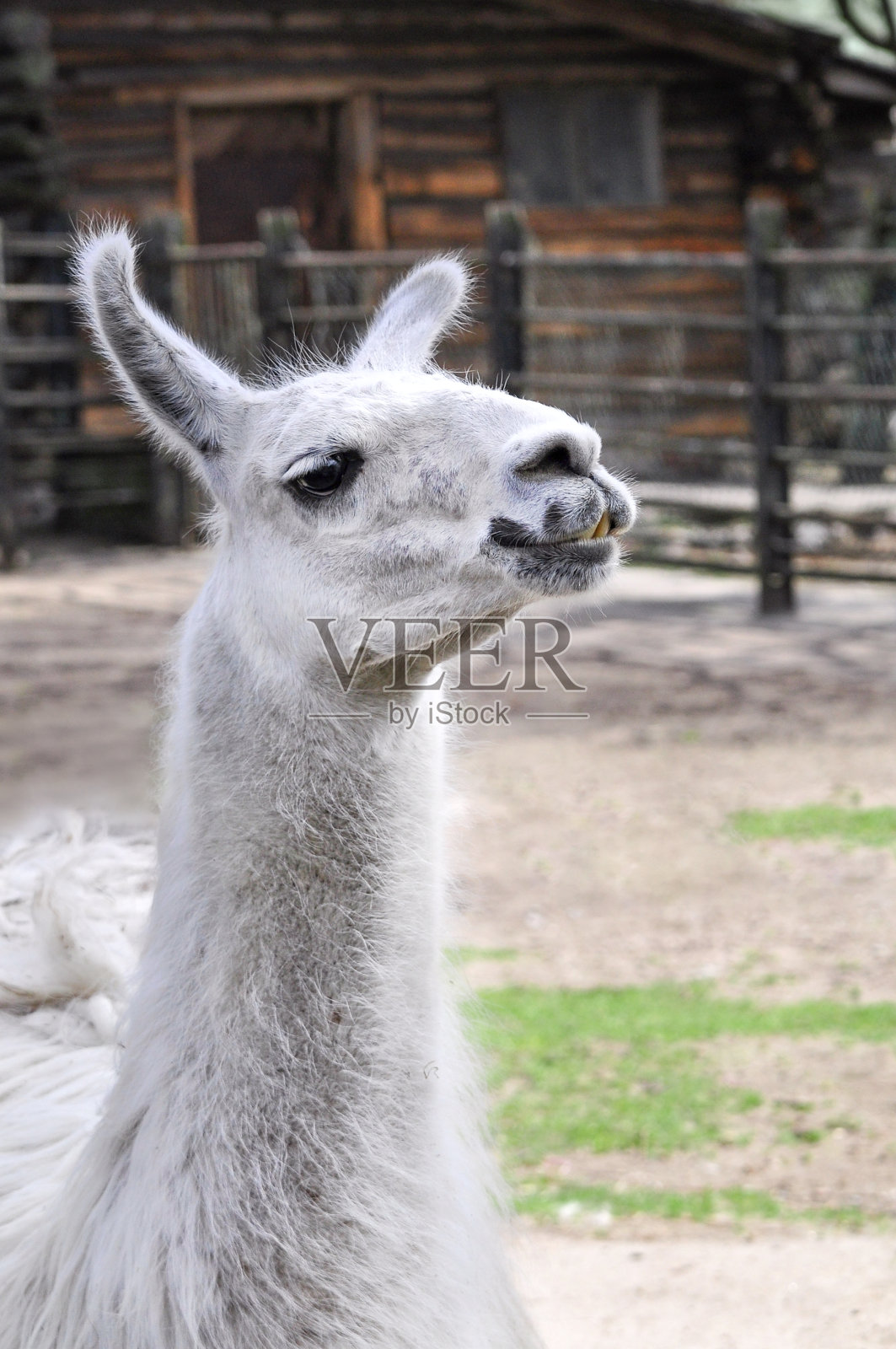 白色羊驼头照片摄影图片