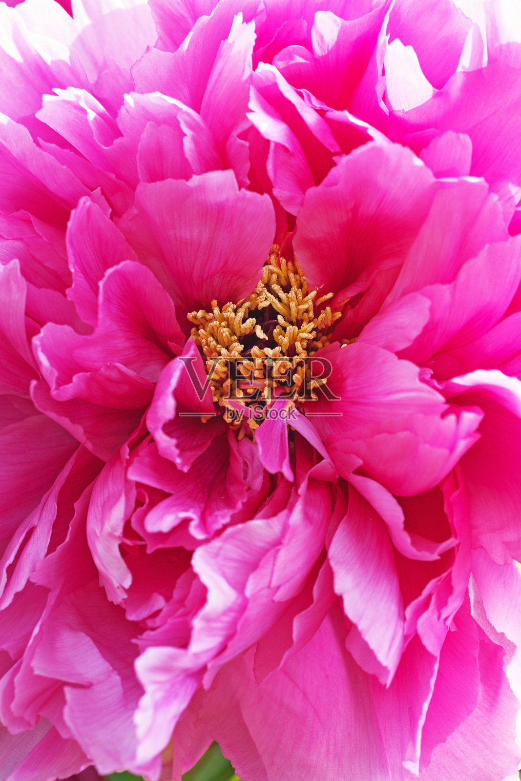 芍药花照片摄影图片