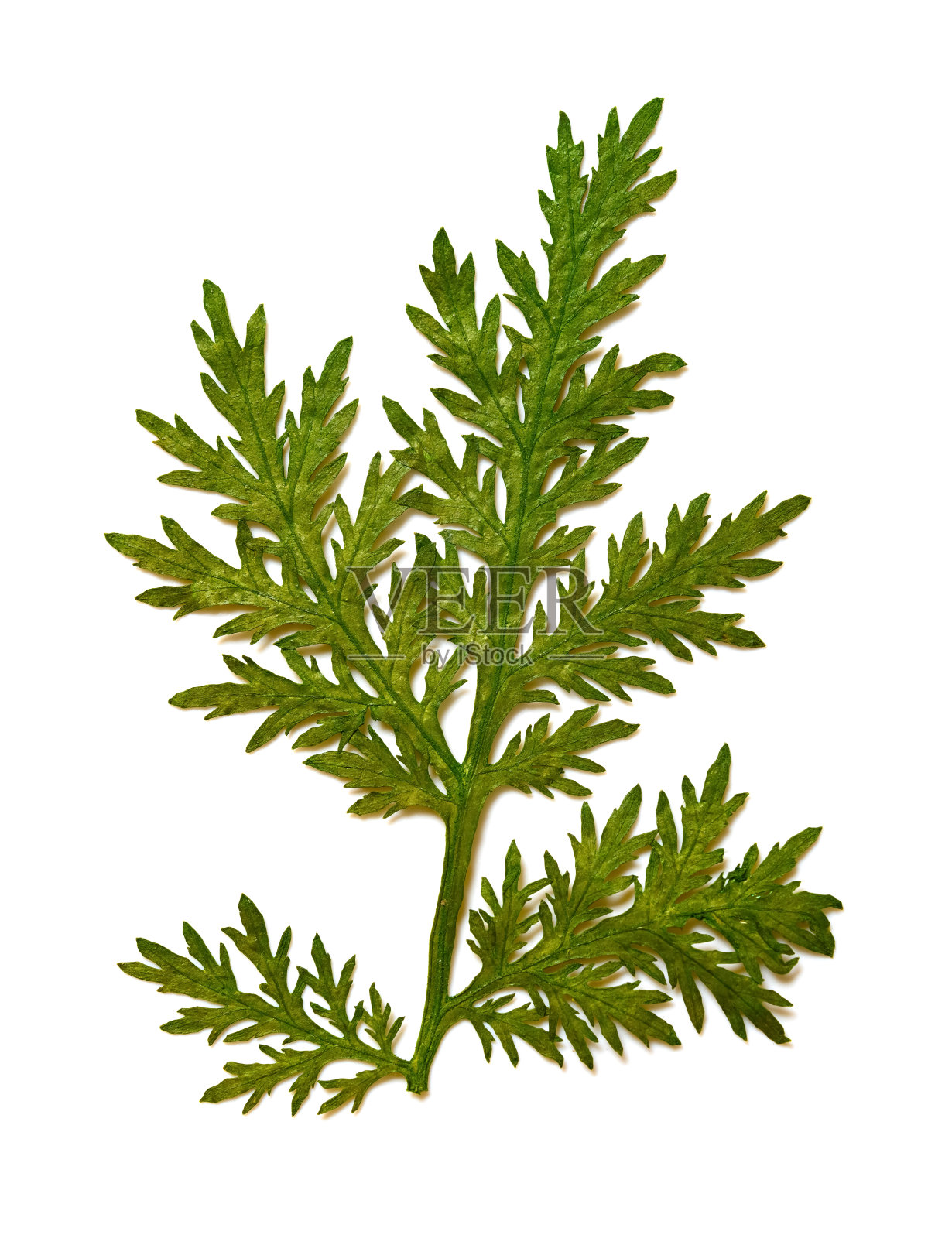 白色背景上的干叶子照片摄影图片