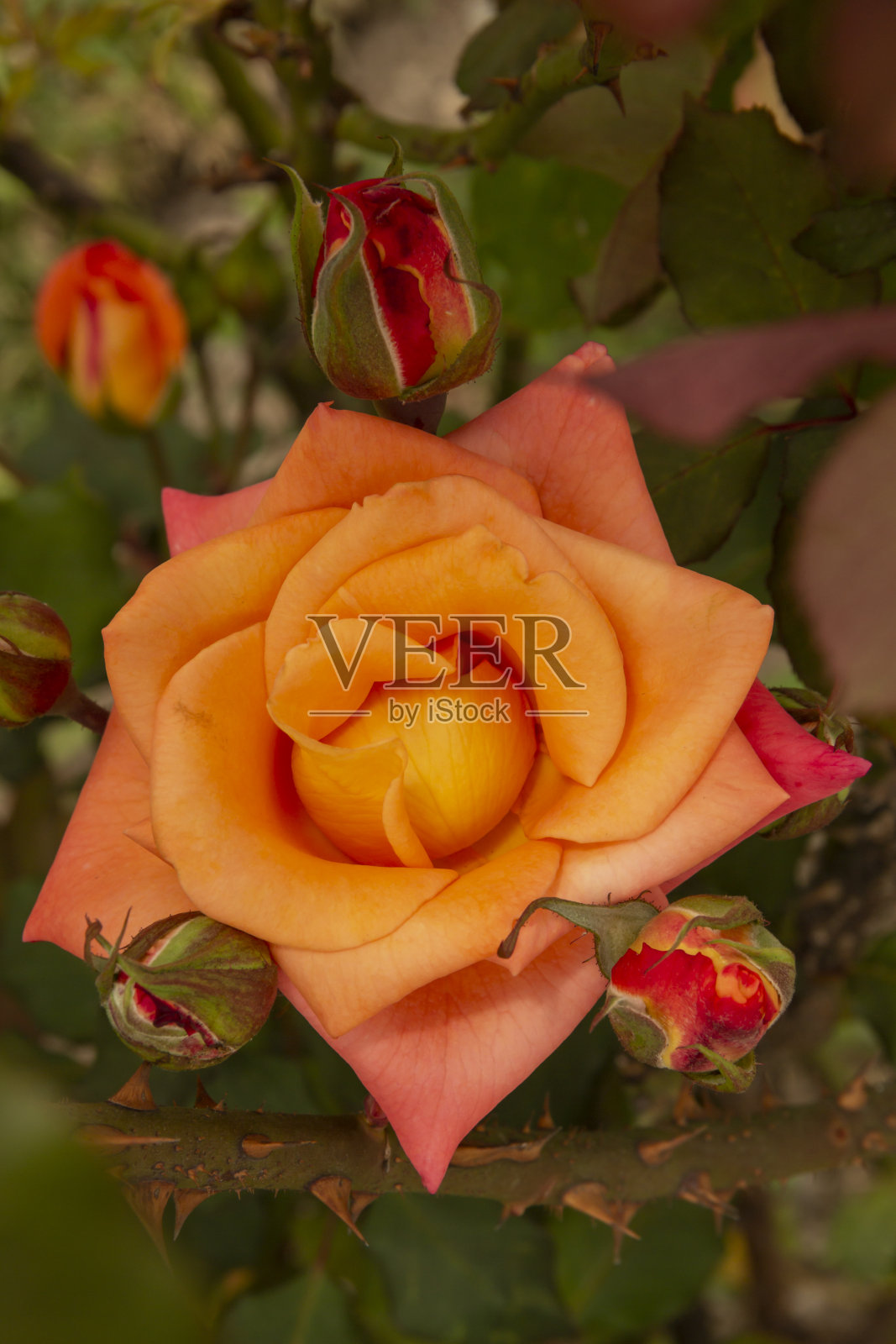 花园里的花——多色玫瑰照片摄影图片