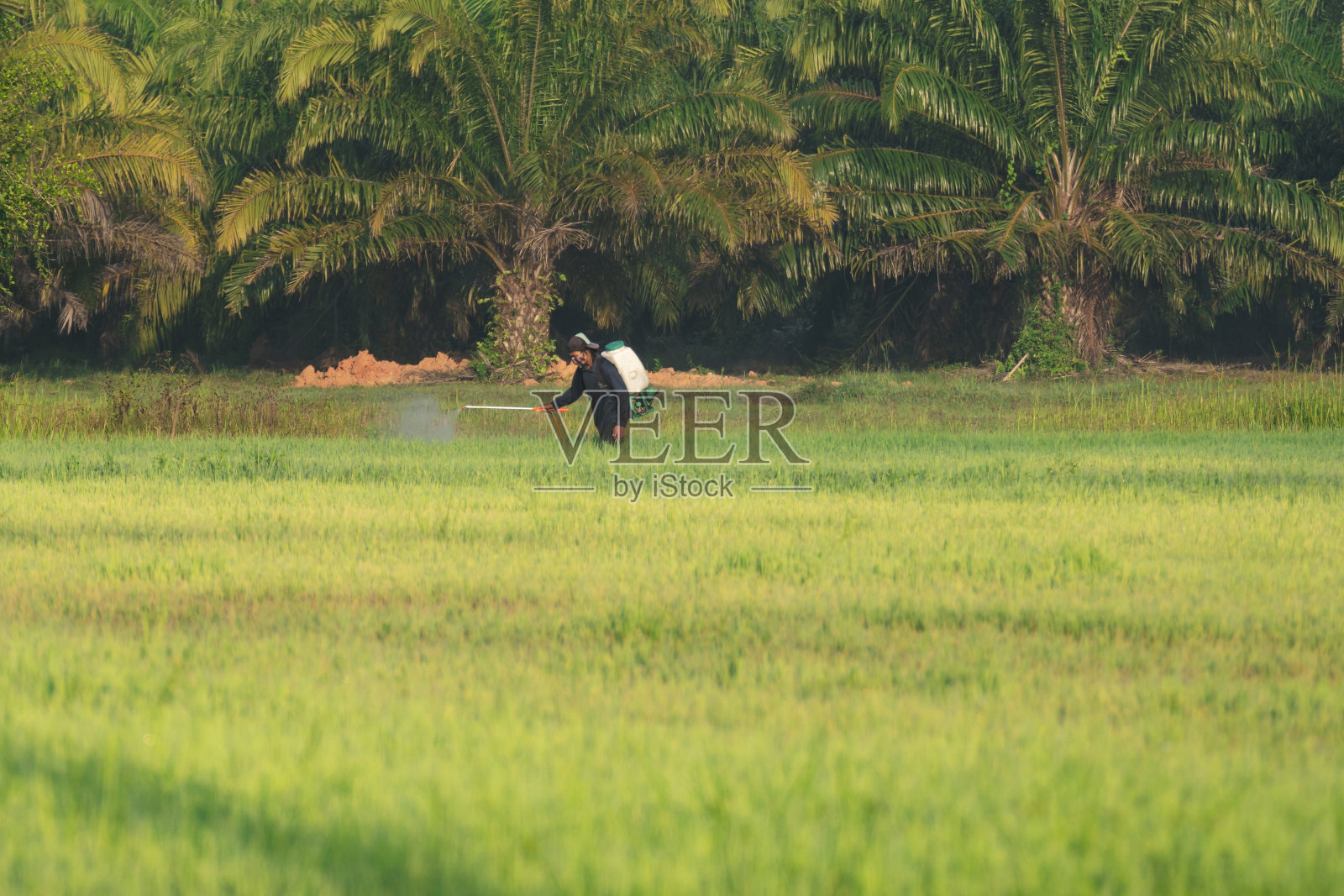 农民。照片摄影图片