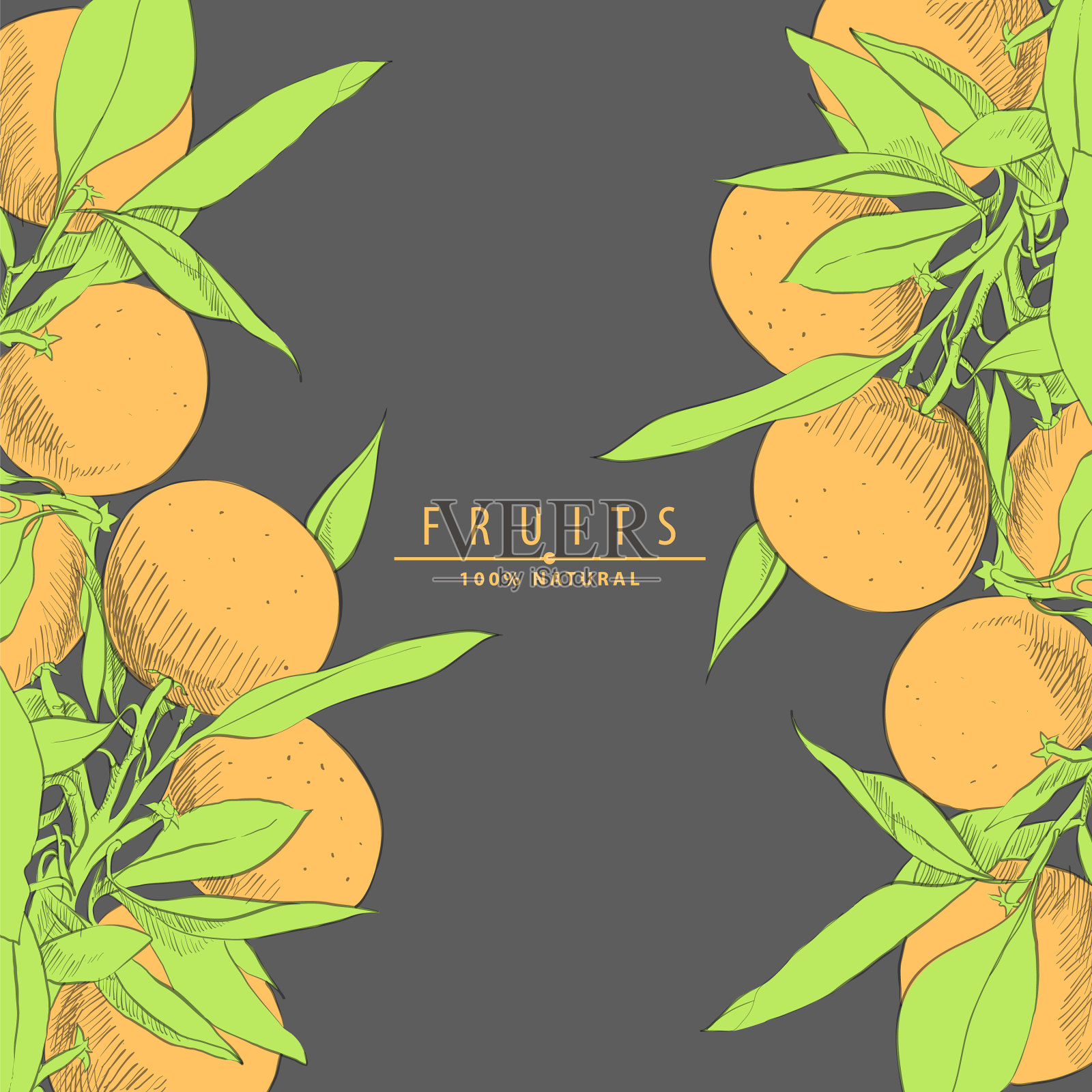 新鲜的橙子插画图片素材