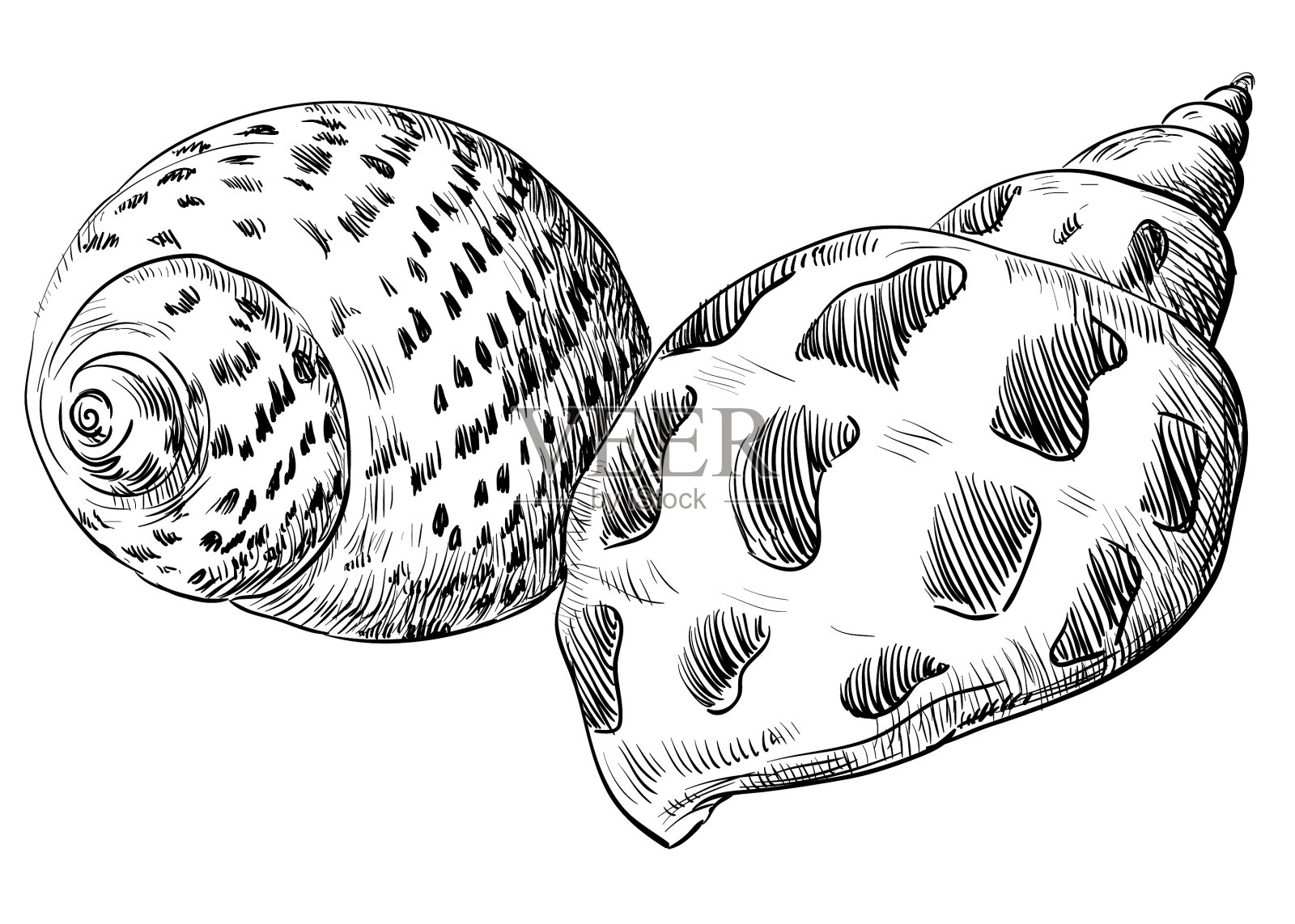 手绘seashell-21插画图片素材