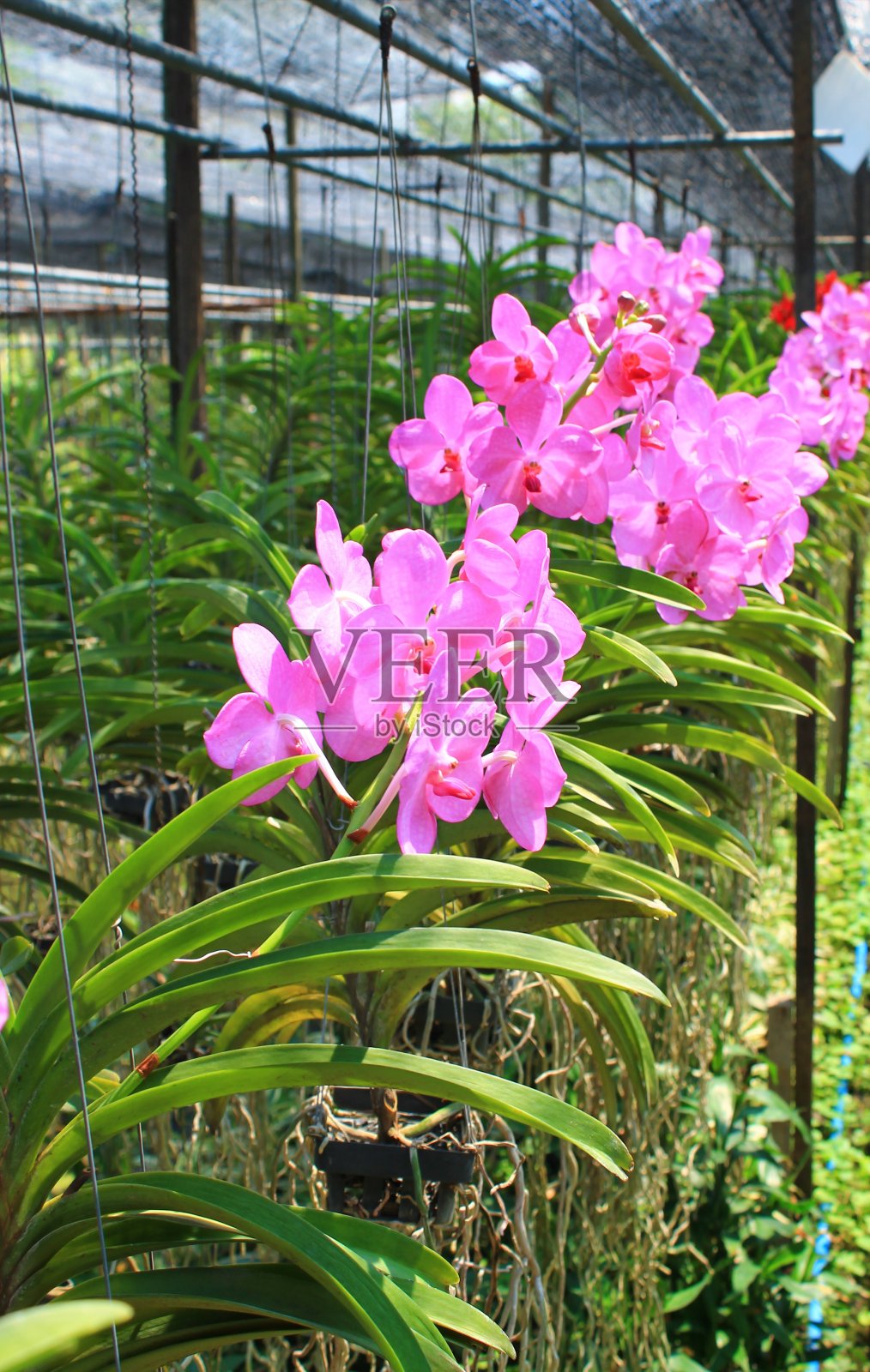 在温室花园里挂着粉红色的兰花照片摄影图片