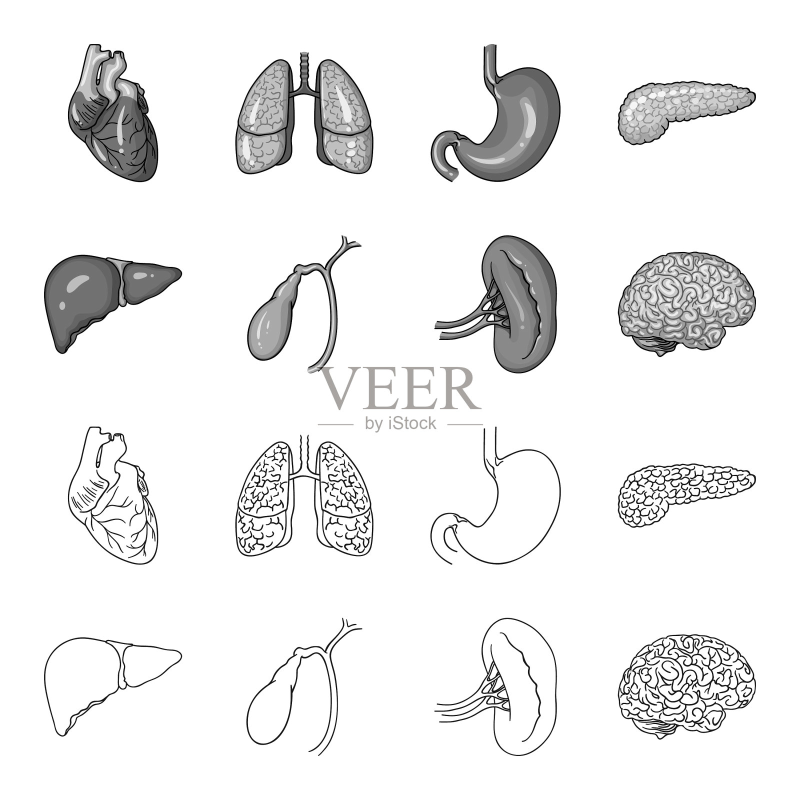 肝、胆、肾、脑等人体器官插画图片素材