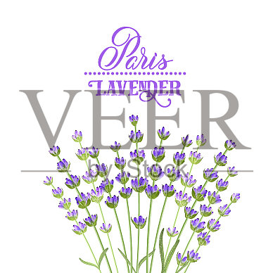 薰衣草优雅的卡片插画图片素材