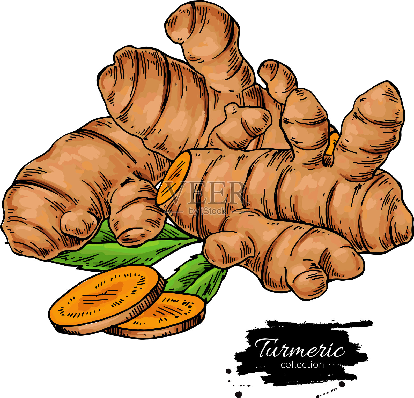 姜黄根手绘设计元素图片