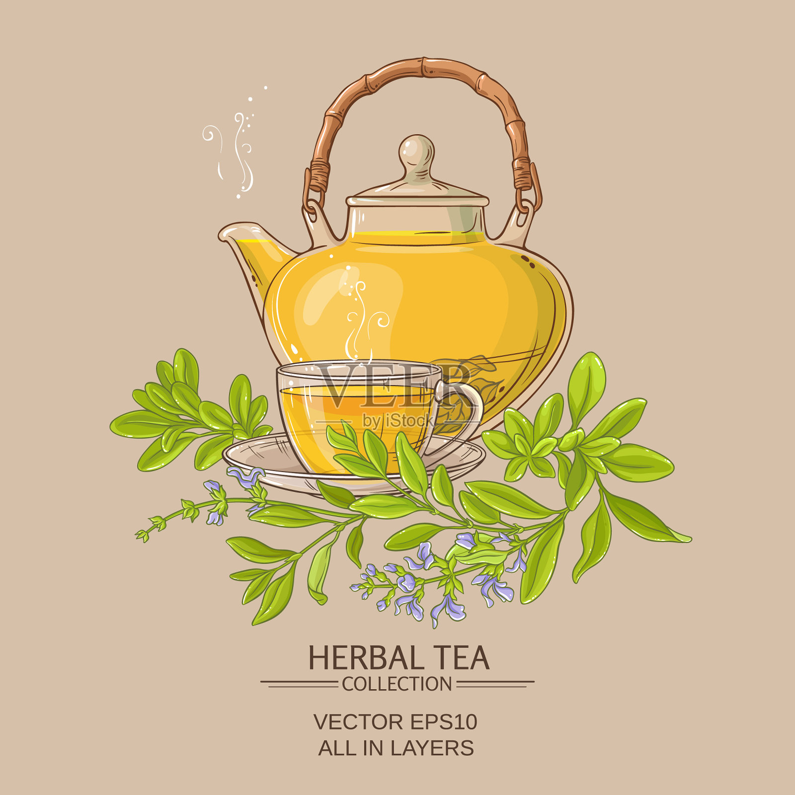 鼠尾草茶插画图片素材