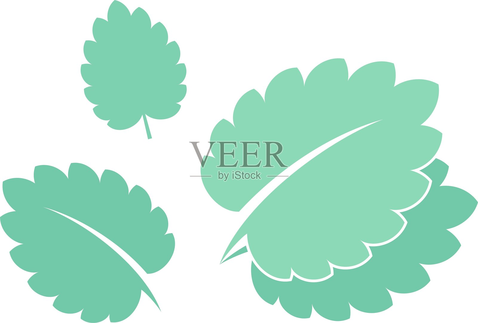 薄荷孤立的叶子在白色的背景插画图片素材