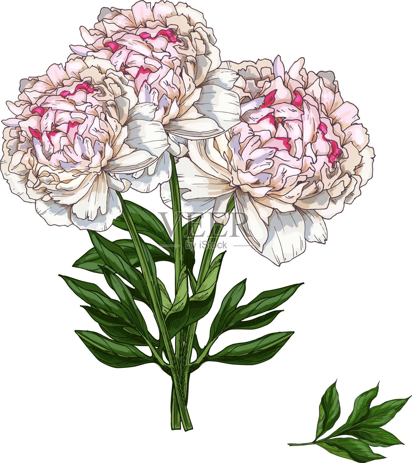 手绘一束粉红色的牡丹花插画图片素材