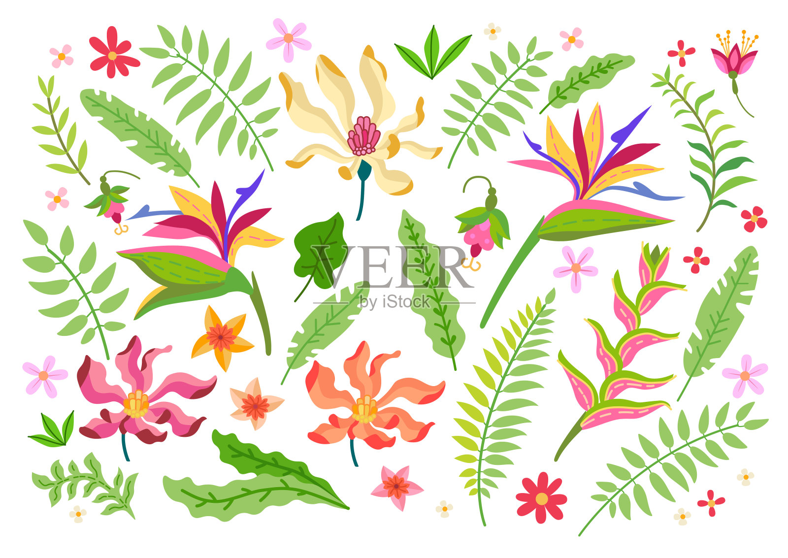 收集热带花卉。一套花插画图片素材