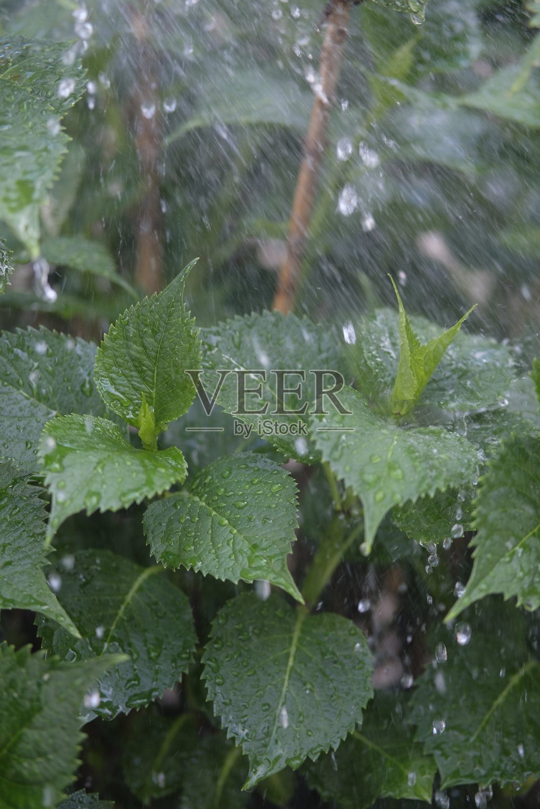 绣球花植物与水照片摄影图片