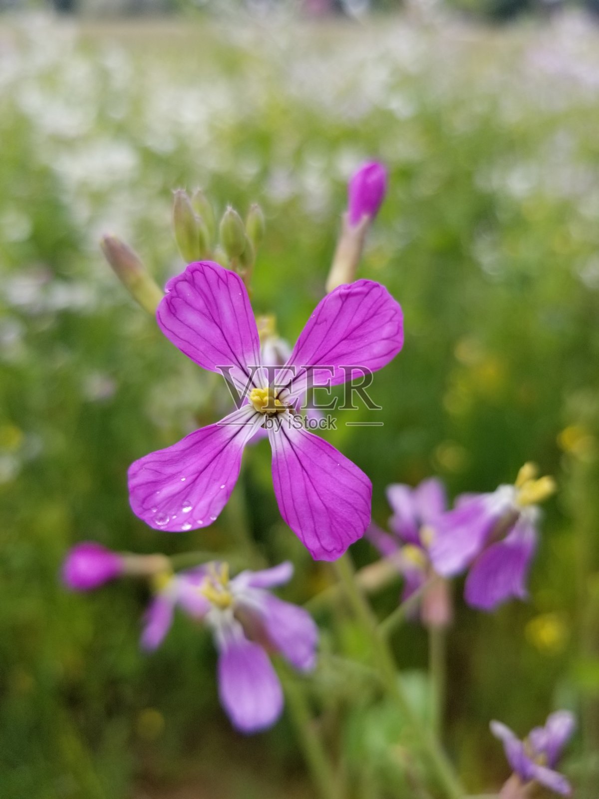 紫色的粉丝。照片摄影图片
