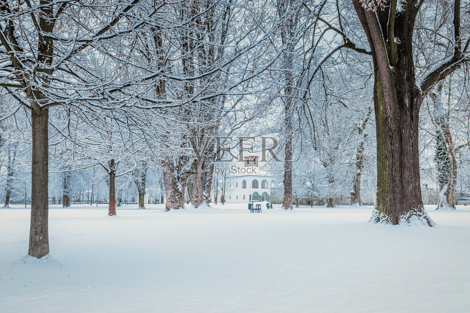 冬天，斯洛伐克Budatin城堡附近的树木公园。照片摄影图片