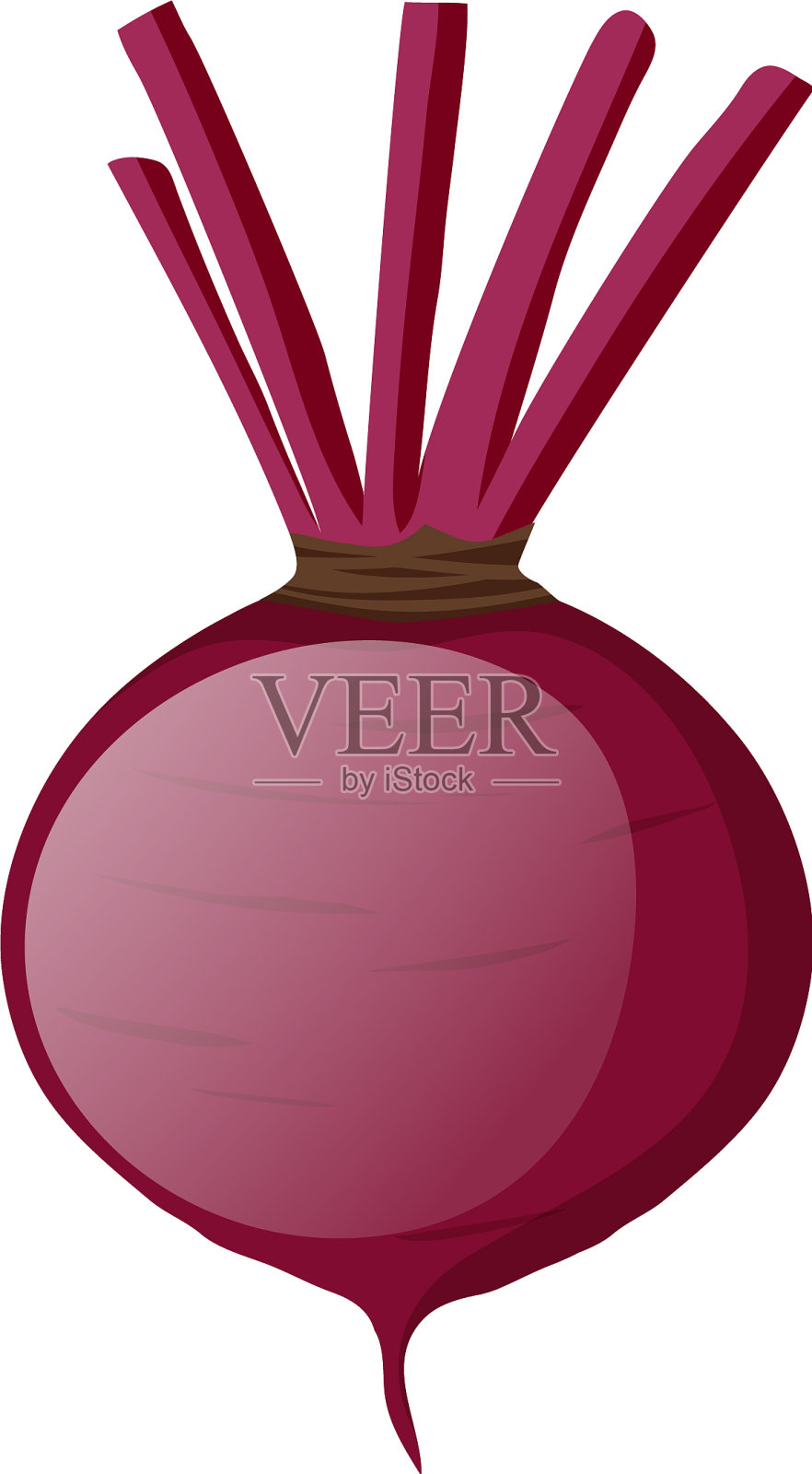 白色背景上没有叶子的甜菜根设计元素图片