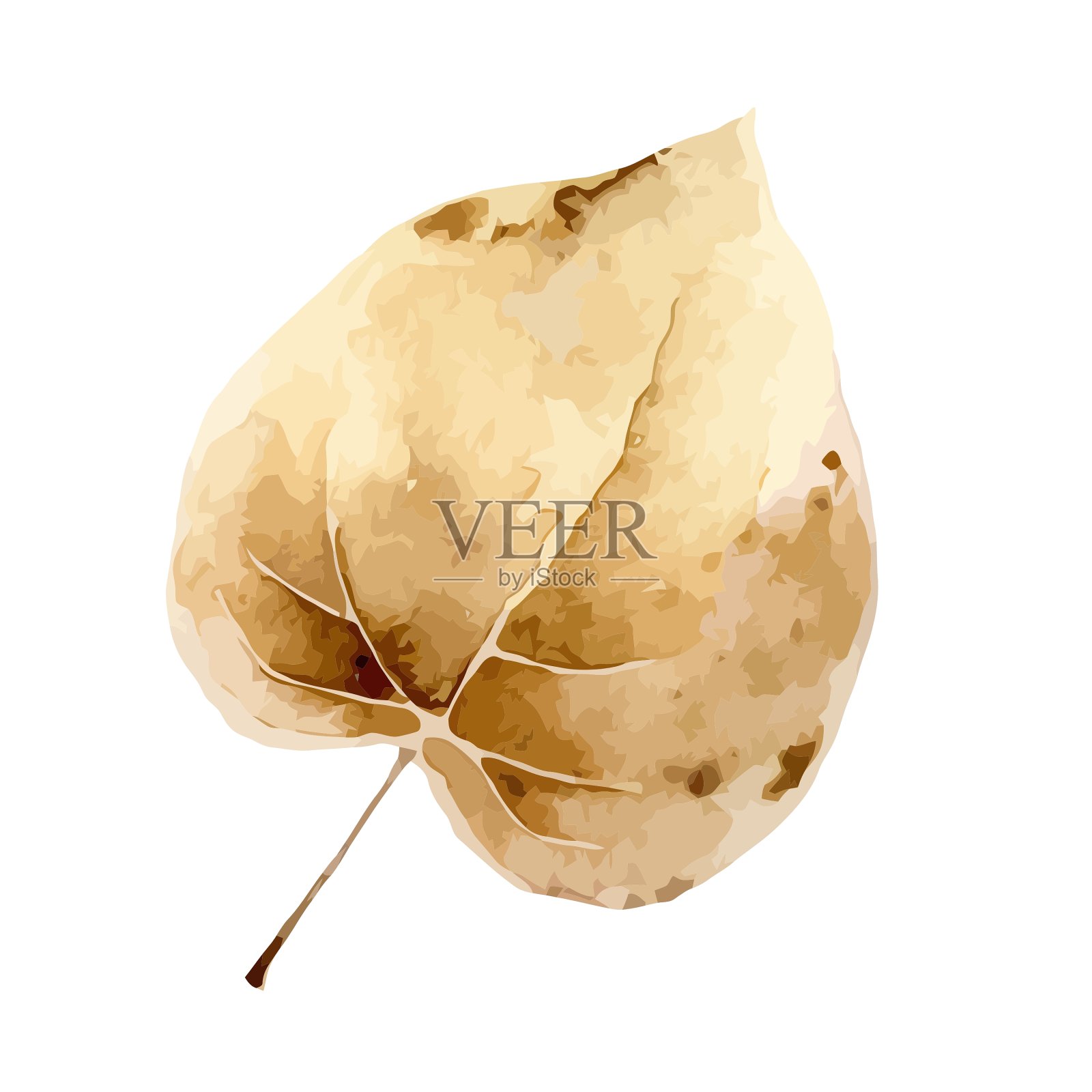 秋叶孤立在白色的背景上设计元素图片