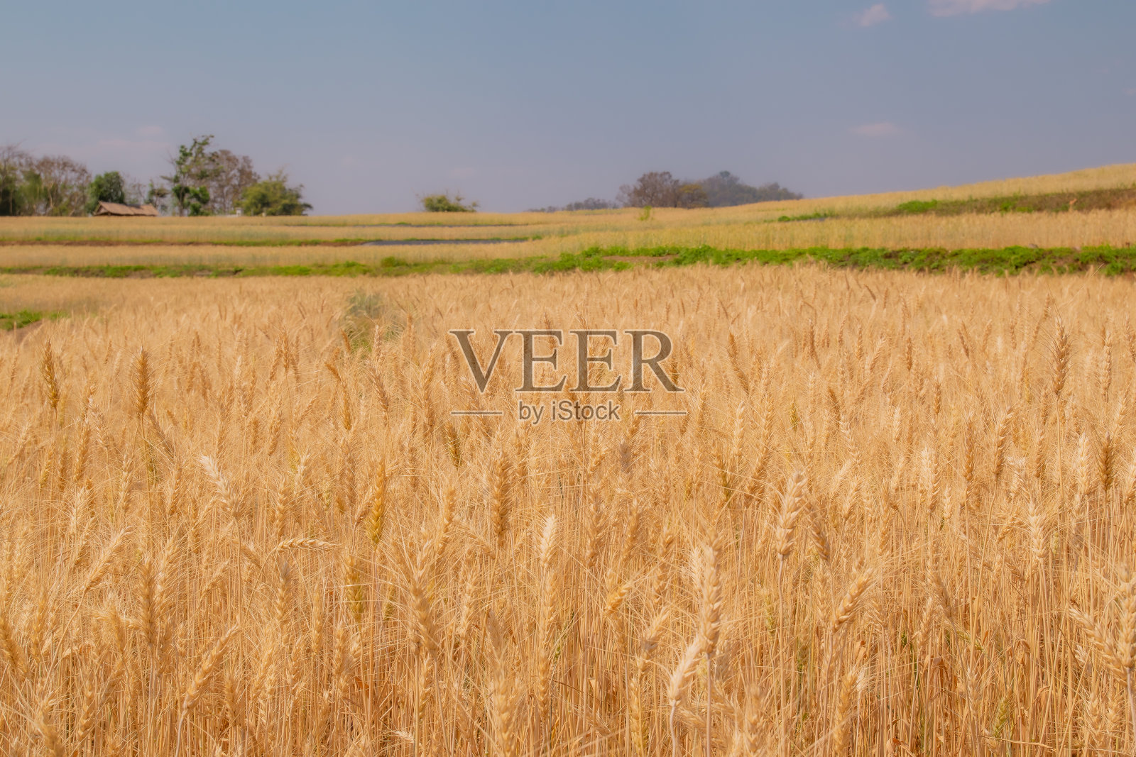 大麦水稻在农场。照片摄影图片