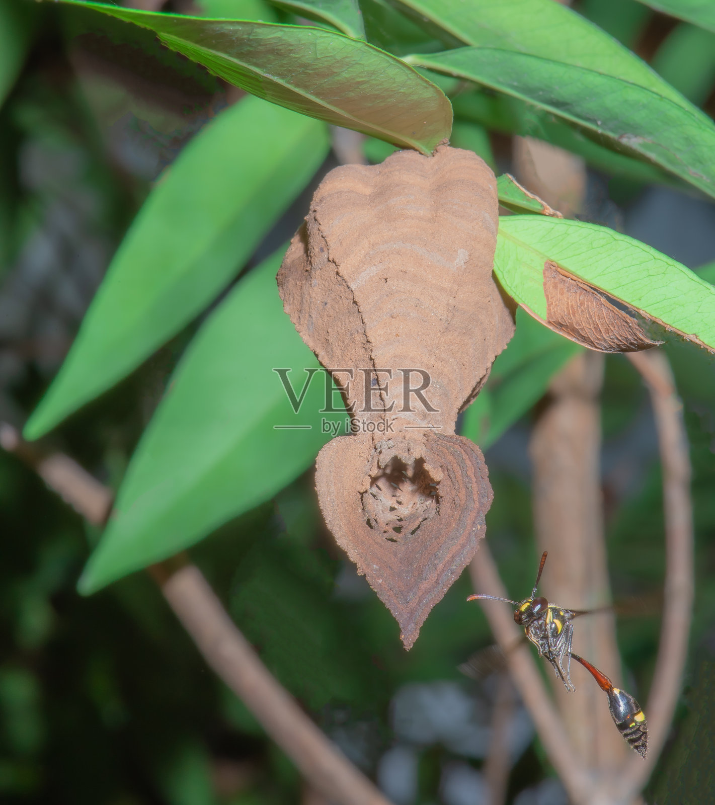黄蜂在树枝上筑巢。照片摄影图片