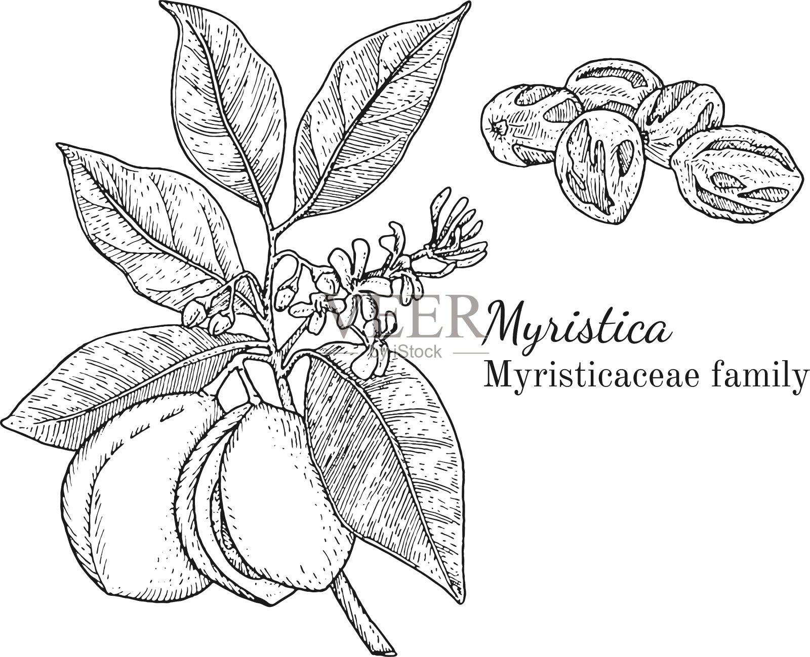 墨水nurmeg手绘草图设计元素图片