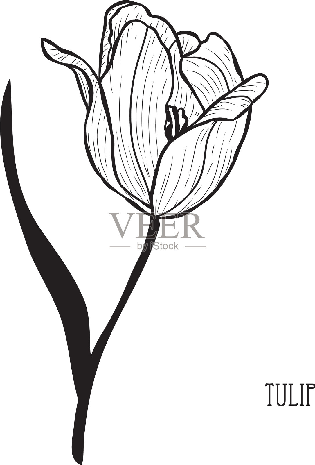 手绘花卉装饰设计元素图片