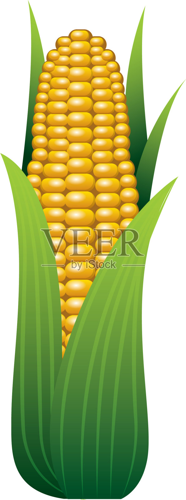 白色背景下的新鲜玉米芯设计元素图片