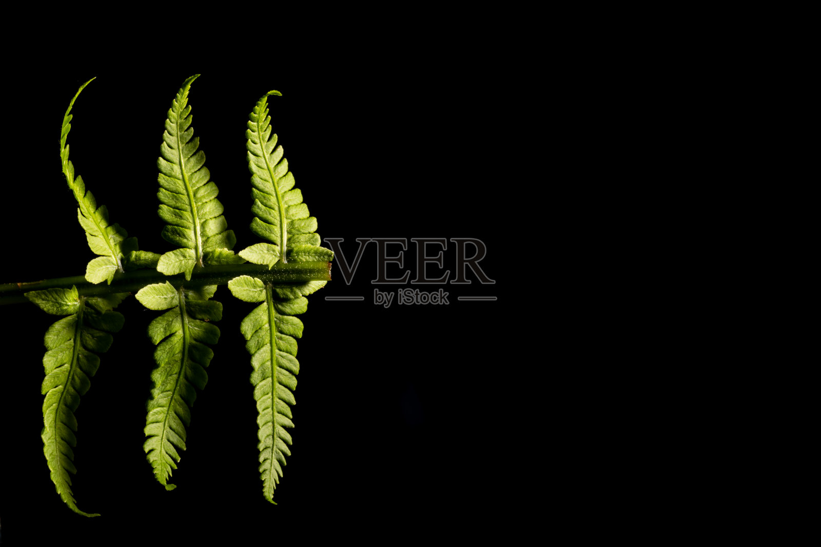 绿色蕨类植物的叶子孤立在黑色背景上照片摄影图片