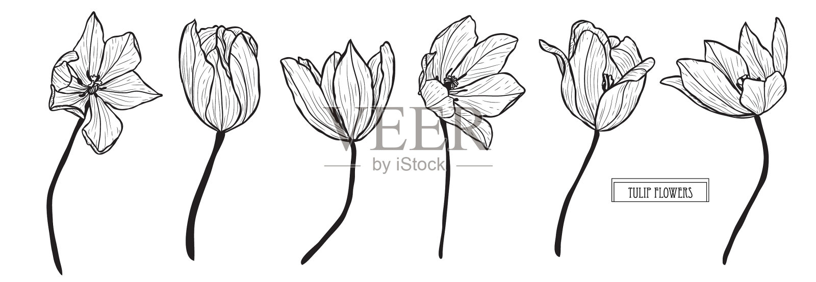 手绘花卉装饰插画图片素材