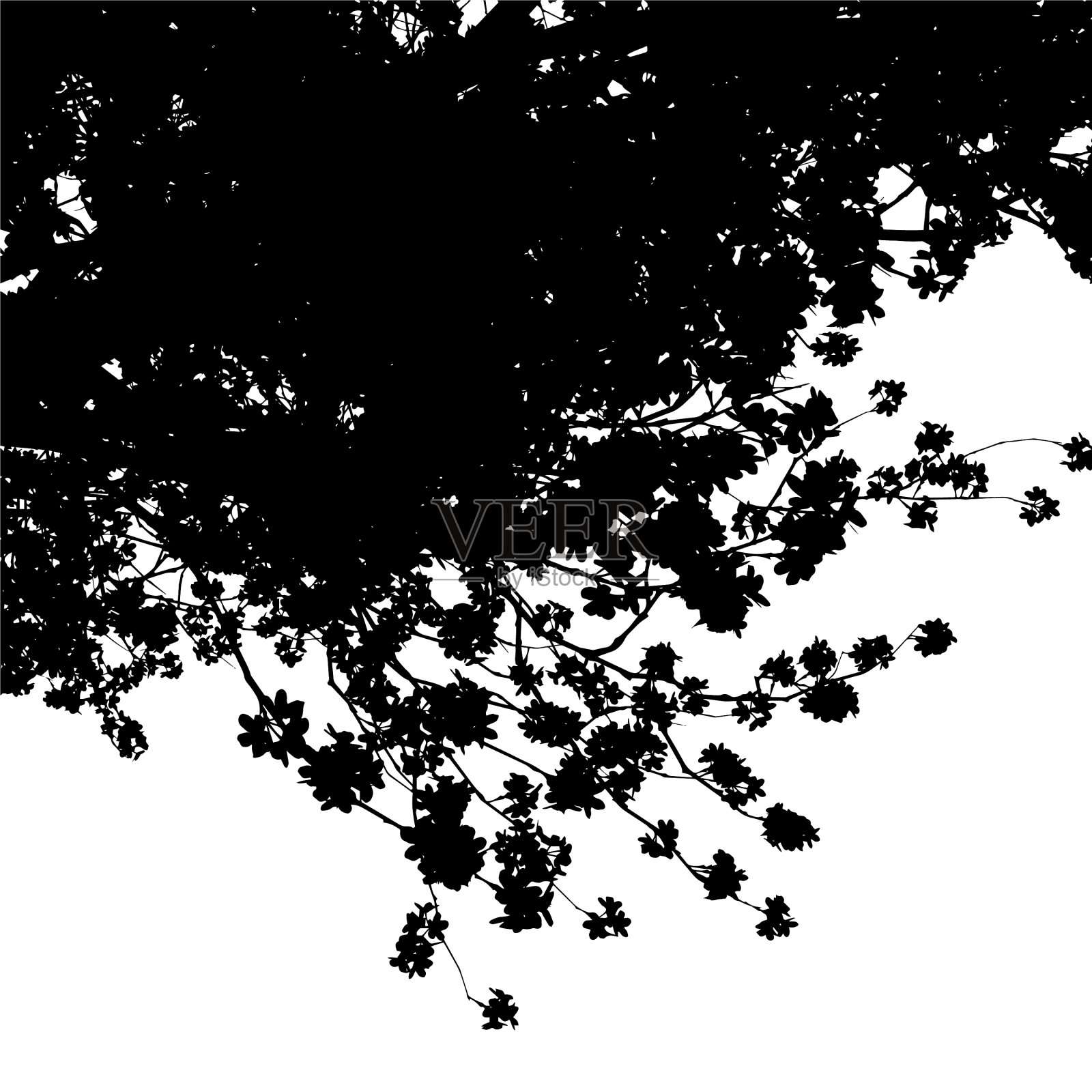 樱花树的黑色剪影在白色的背景插画图片素材