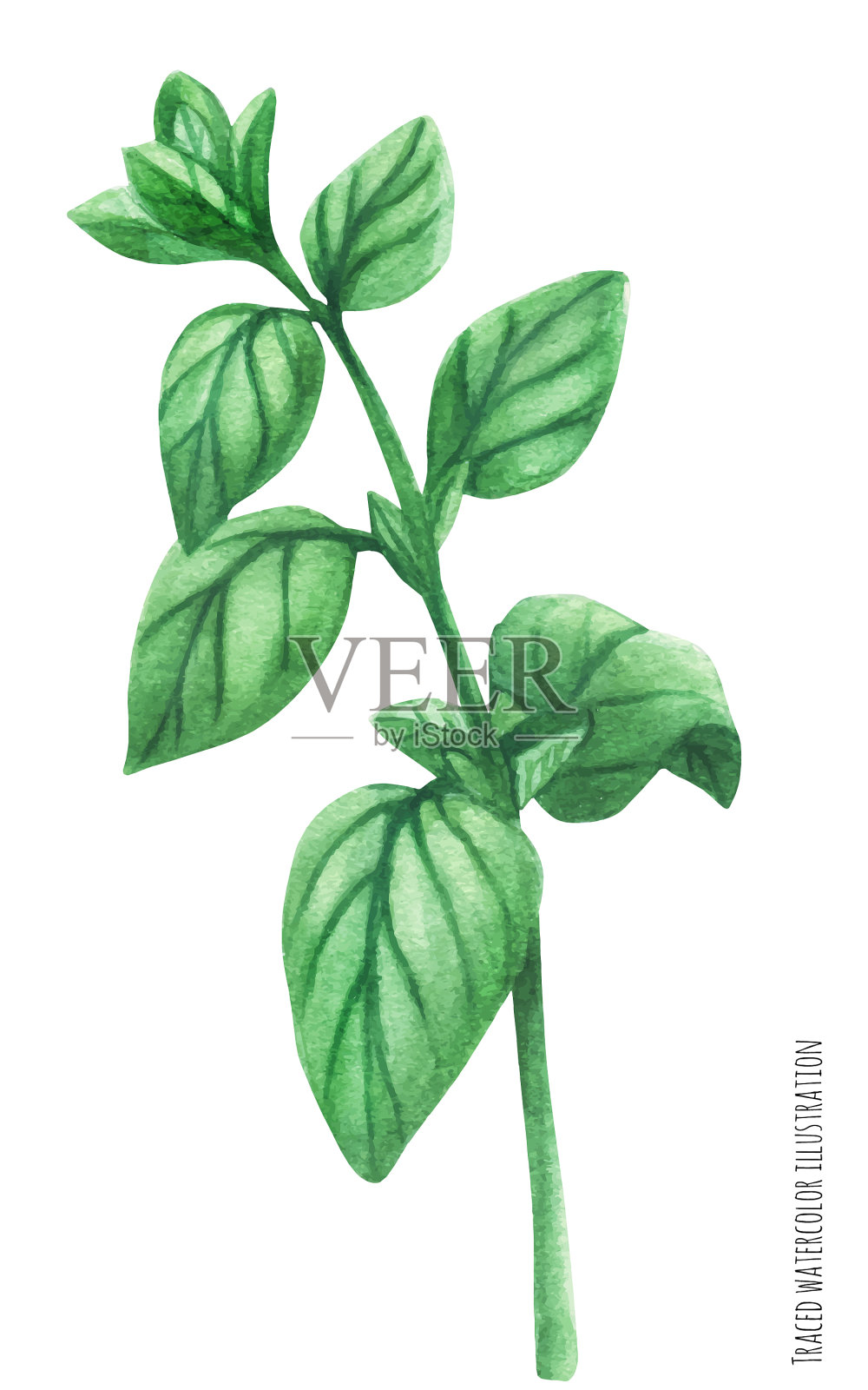 马郁兰绿茎枝设计元素图片