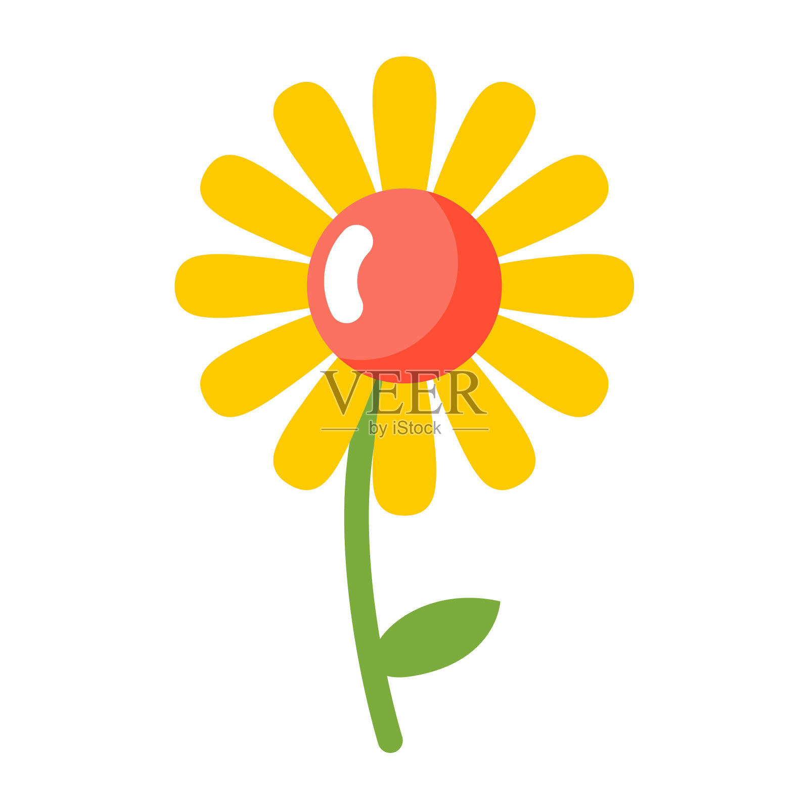 在白色背景上的洋甘菊孤立的花设计元素图片