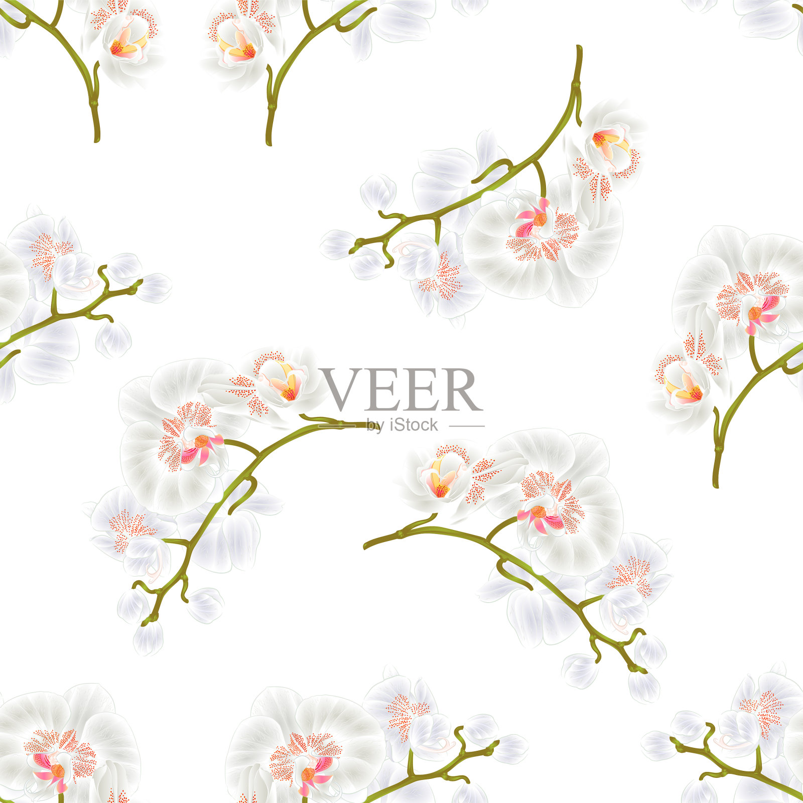 质地无缝的枝兰蝴蝶兰插画图片素材