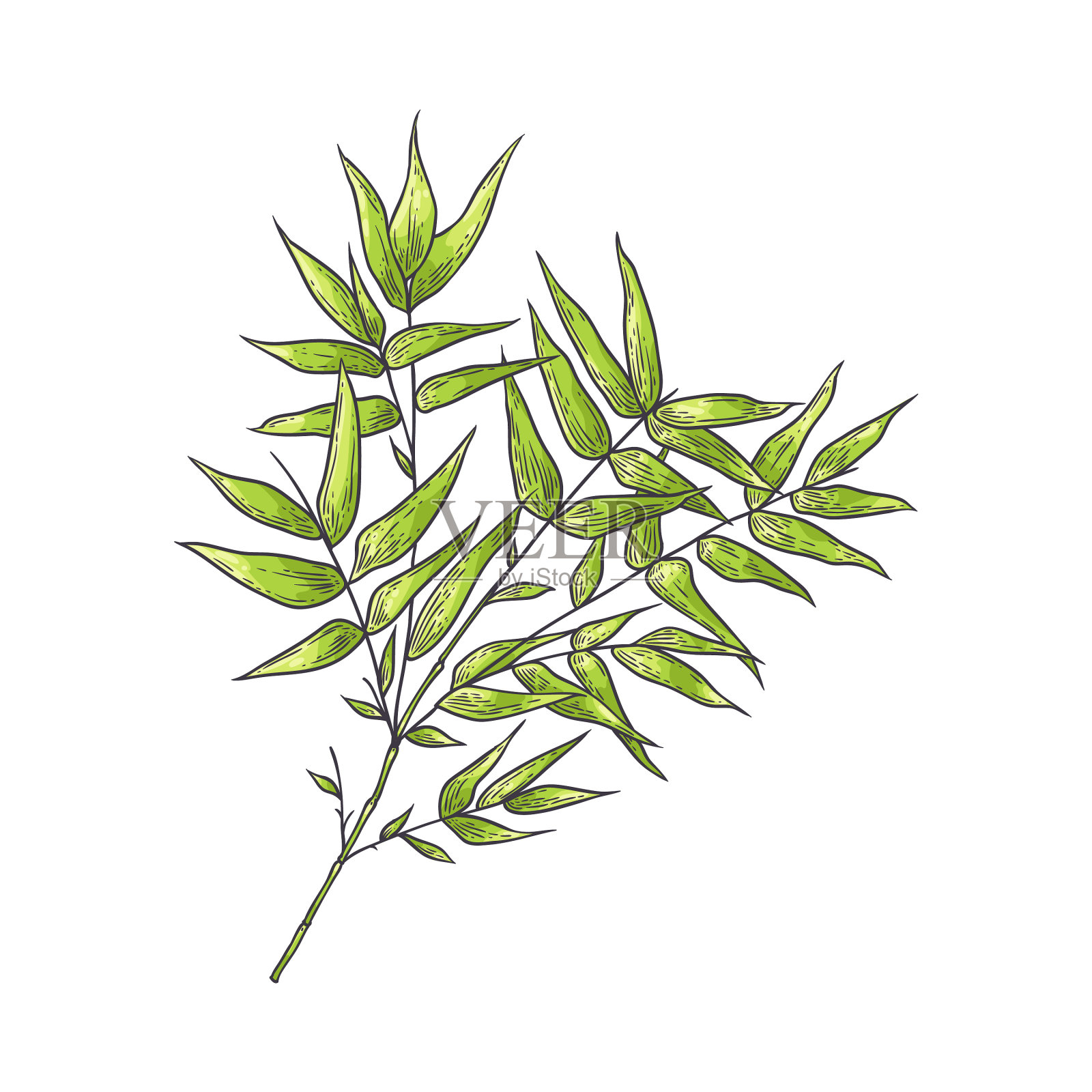 竹枝绿叶素描设计元素图片