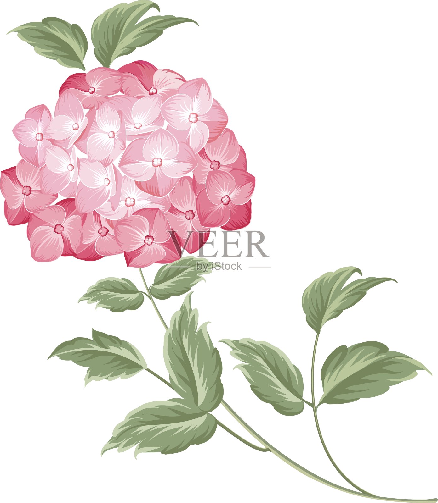 单一的绣球花属植物的花设计元素图片