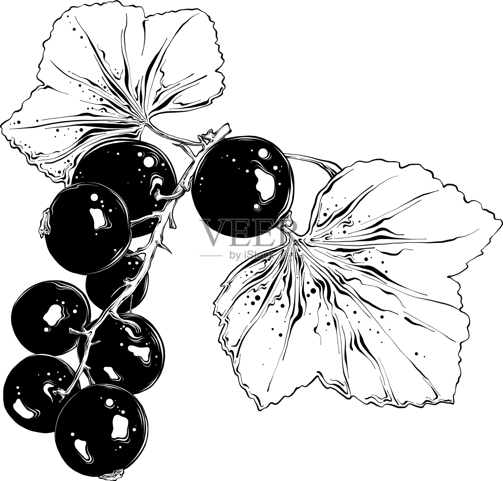 手绘草图的黑醋栗孤立上设计元素图片