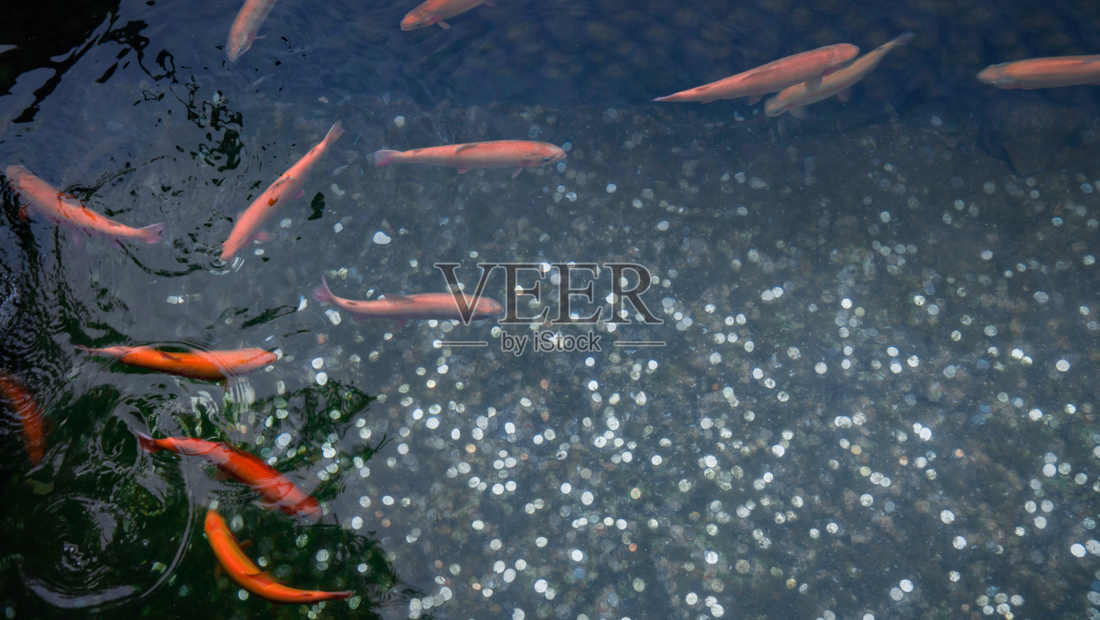 用硬币在池塘里放鱼。照片摄影图片