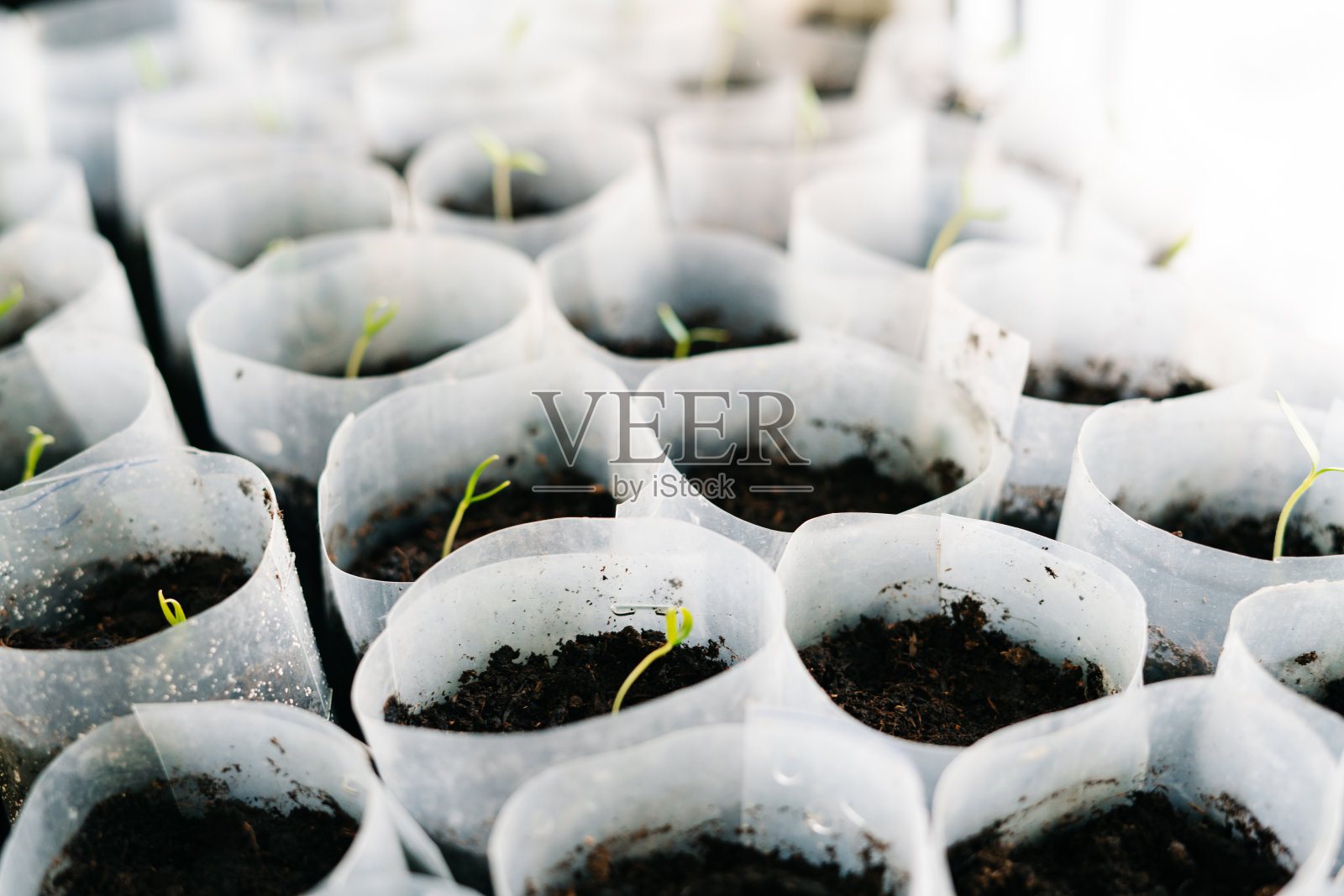 在肥沃土壤上生长的幼苗，西红柿幼苗照片摄影图片