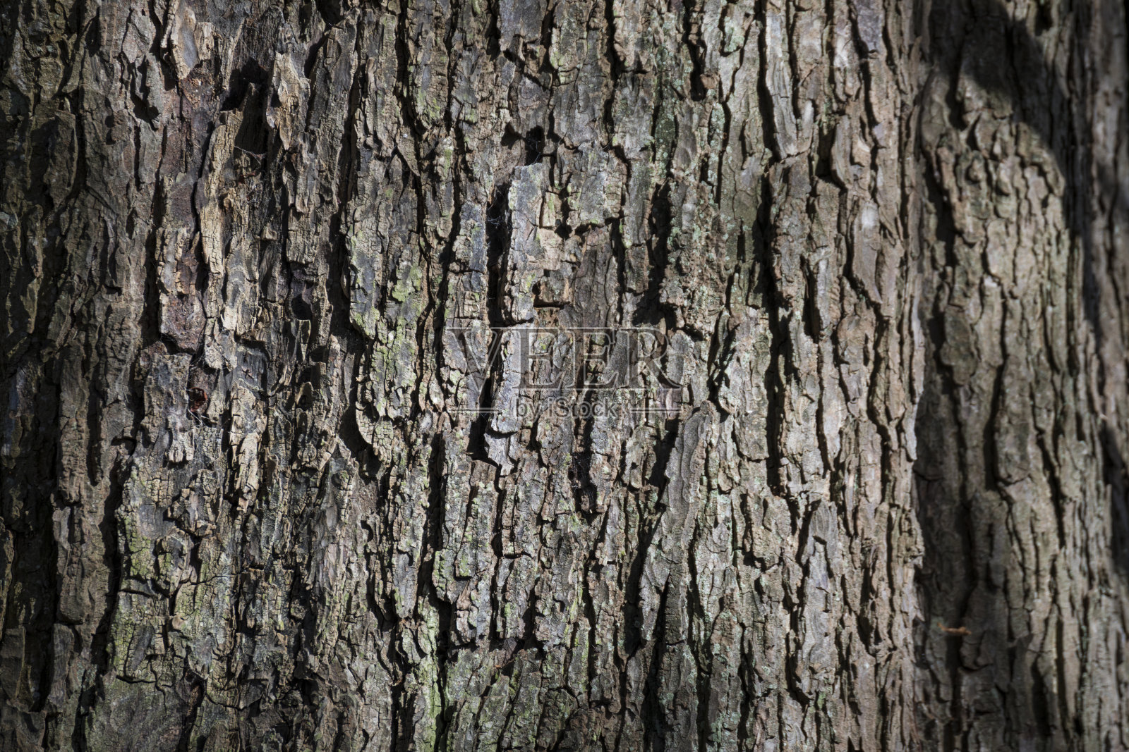 树皮-特写照片摄影图片