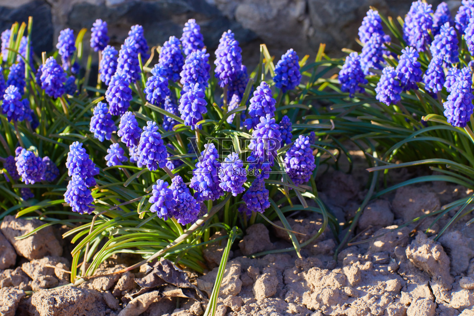 蓝色的春花，葡萄风信子照片摄影图片
