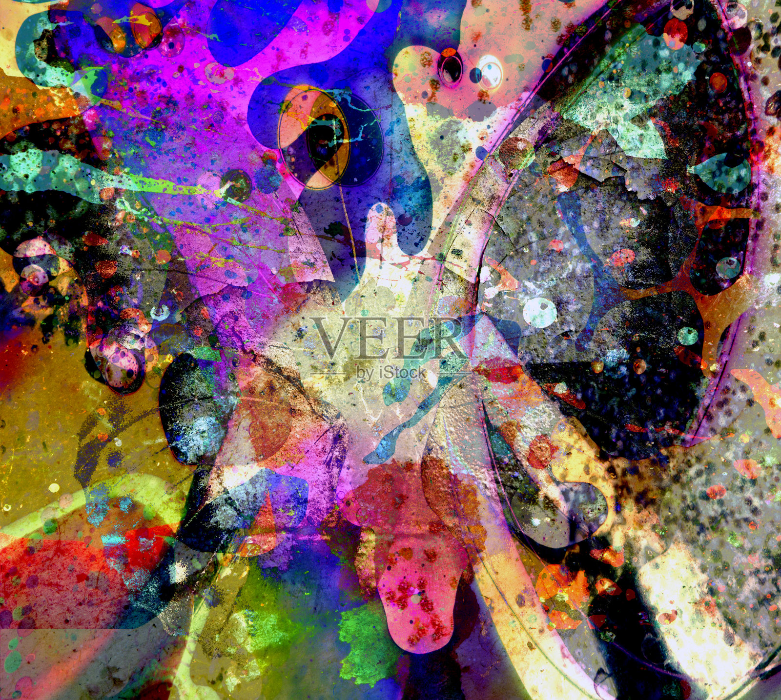 枯燥乏味的蝴蝶照片摄影图片