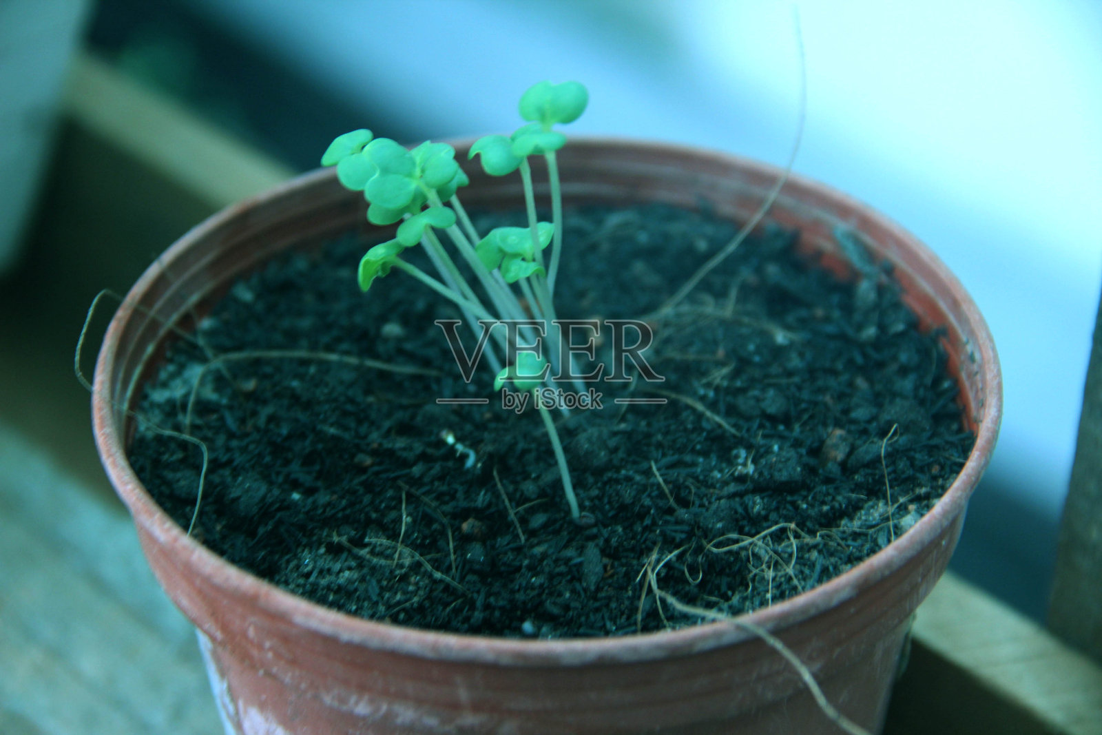 增长照片摄影图片