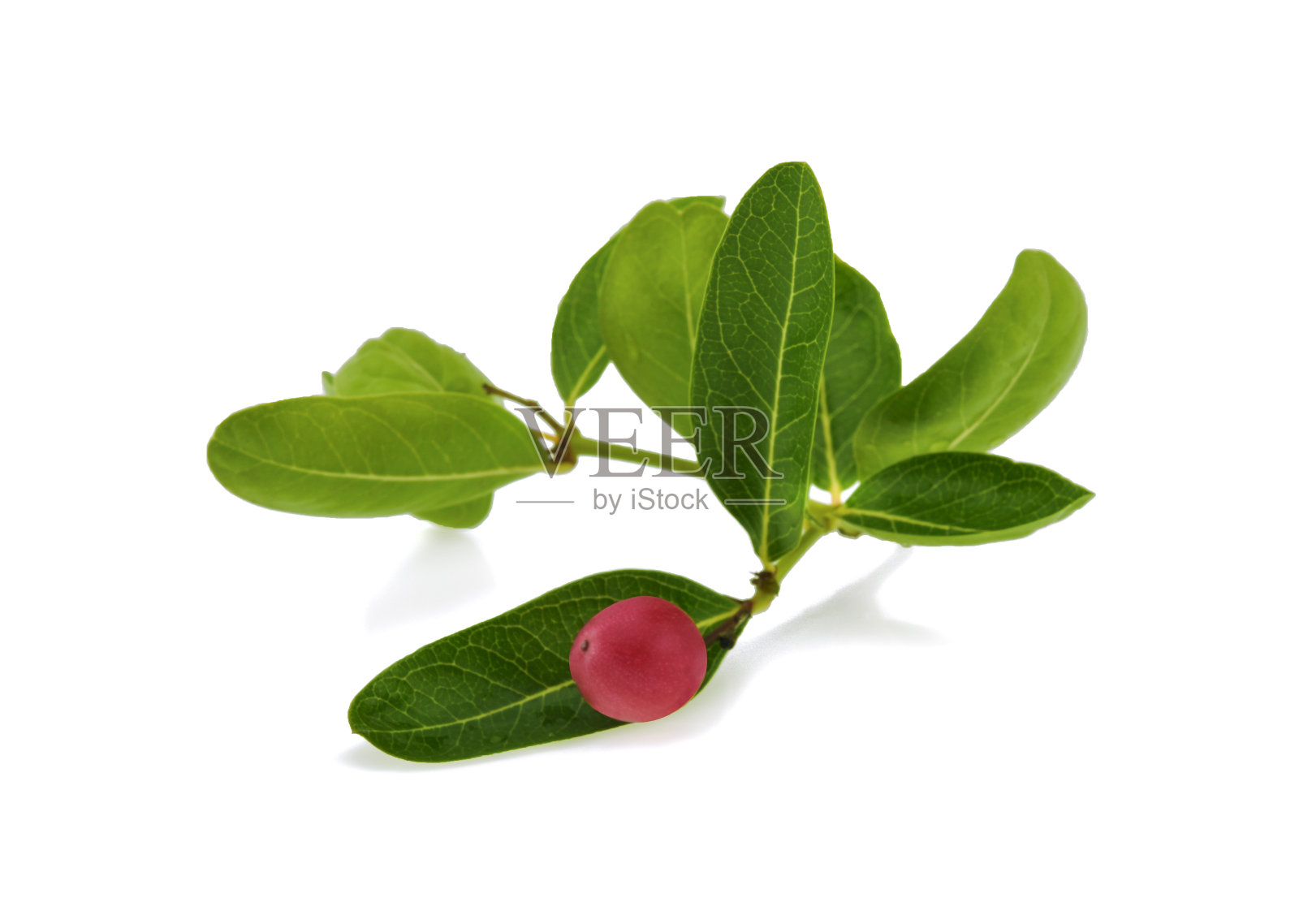 芒果的果实长着绿色的叶子，孤立在白色的黑底上。照片摄影图片