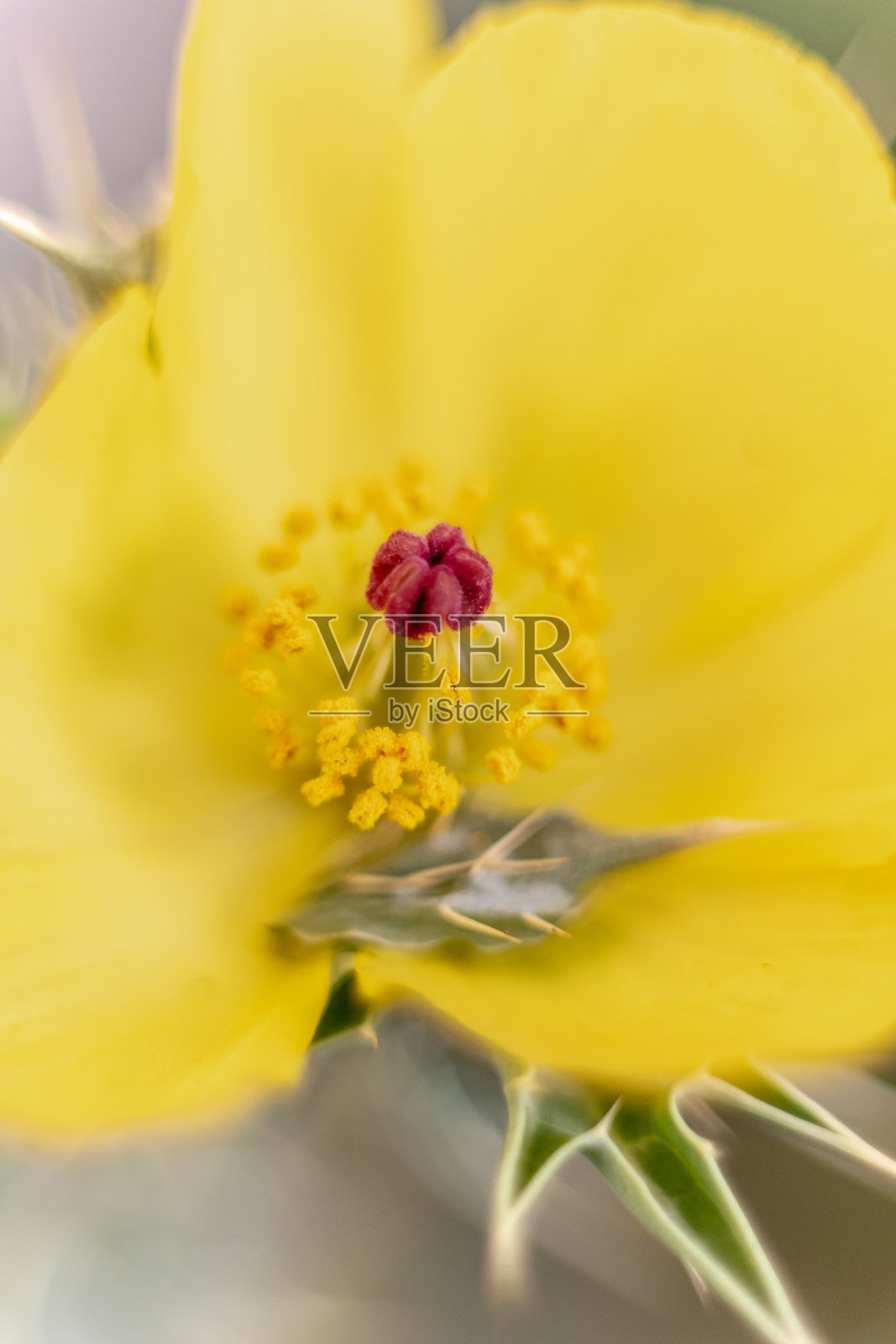 黄色花，中间是红色照片摄影图片