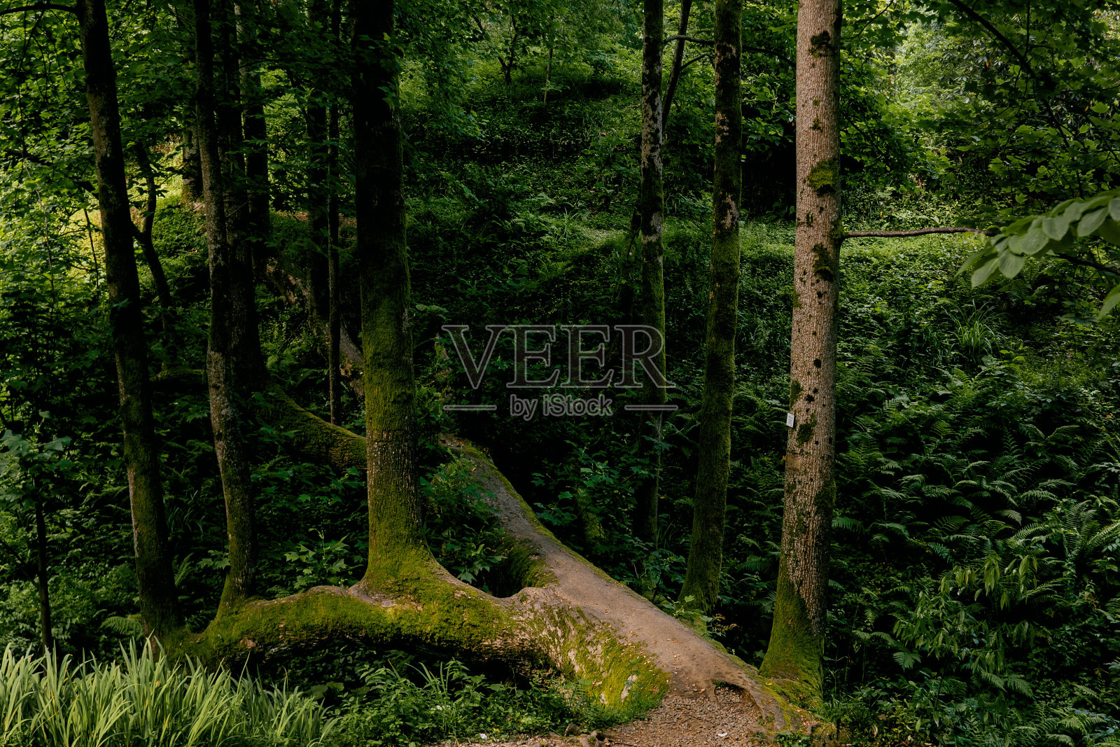 乔治亚州植物园照片摄影图片