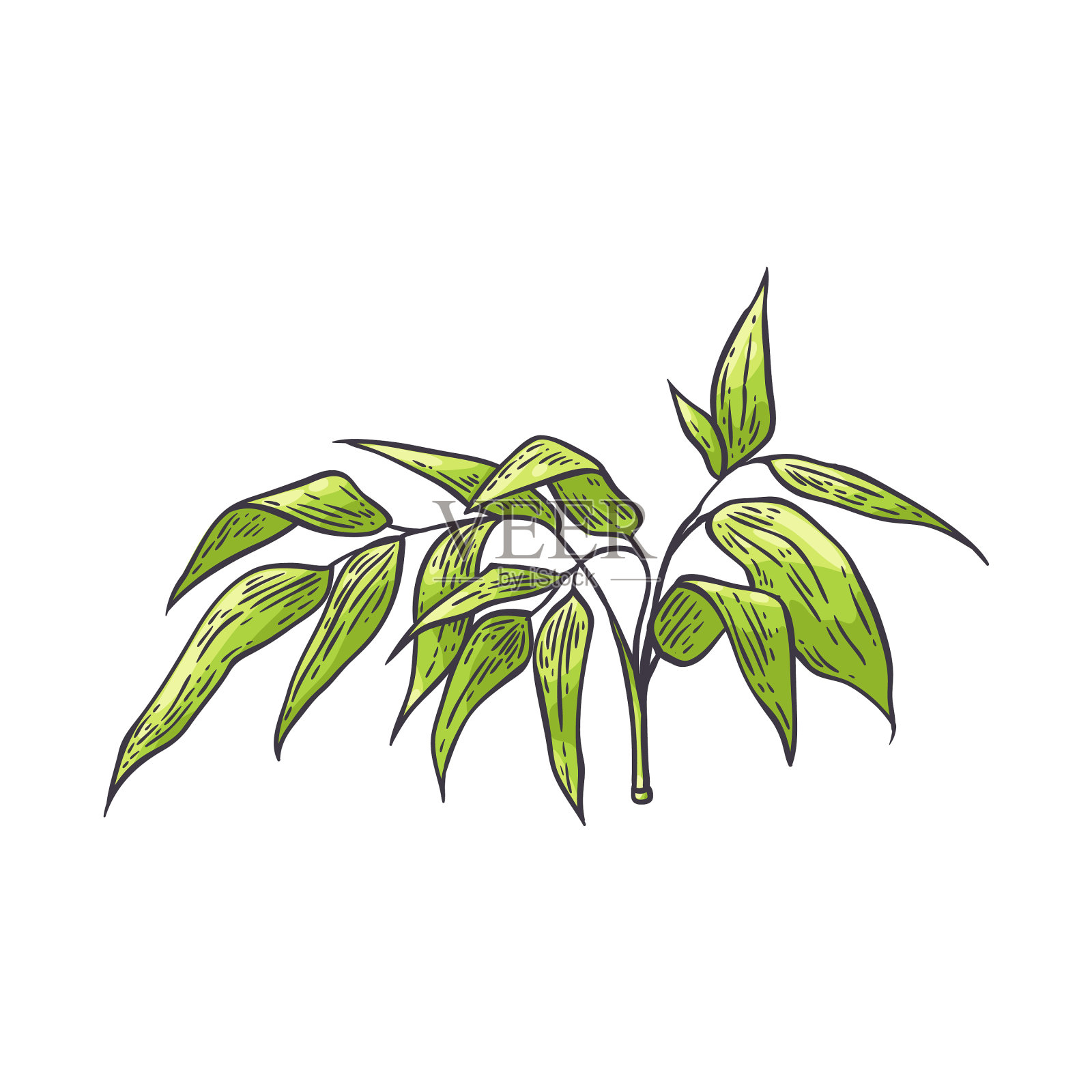 竹枝绿叶素描设计元素图片