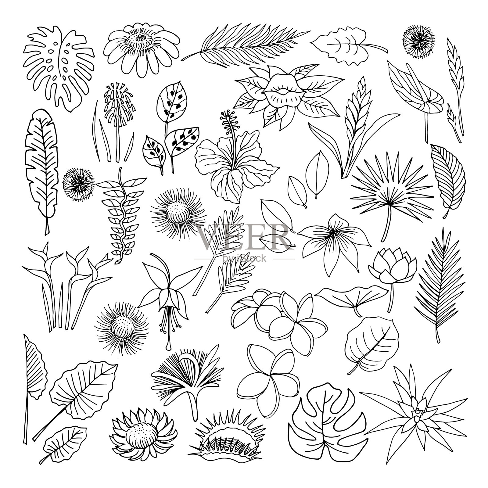 热带植物的花和叶设计元素图片