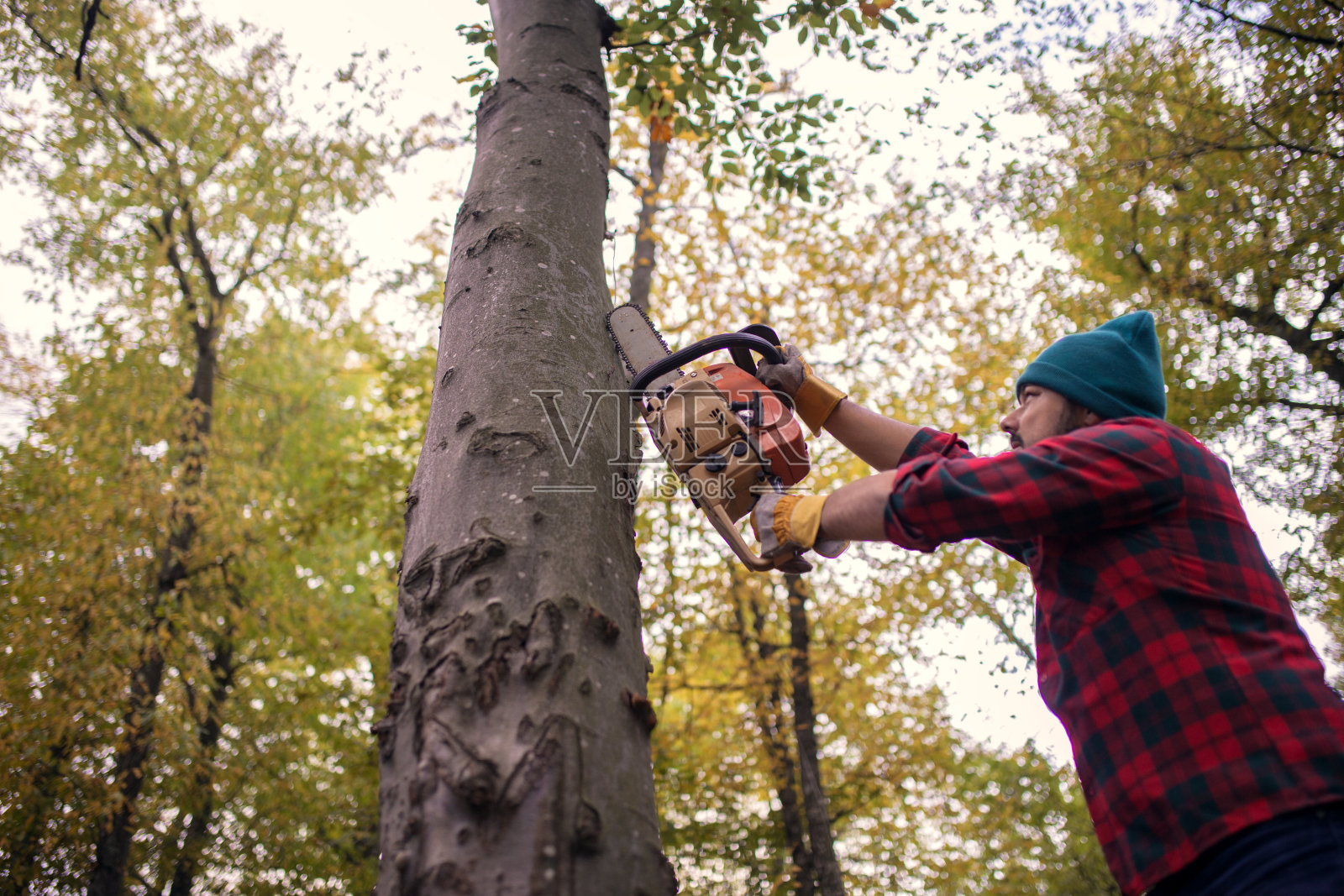 强壮的伐木工人正在用电锯砍伐树木照片摄影图片
